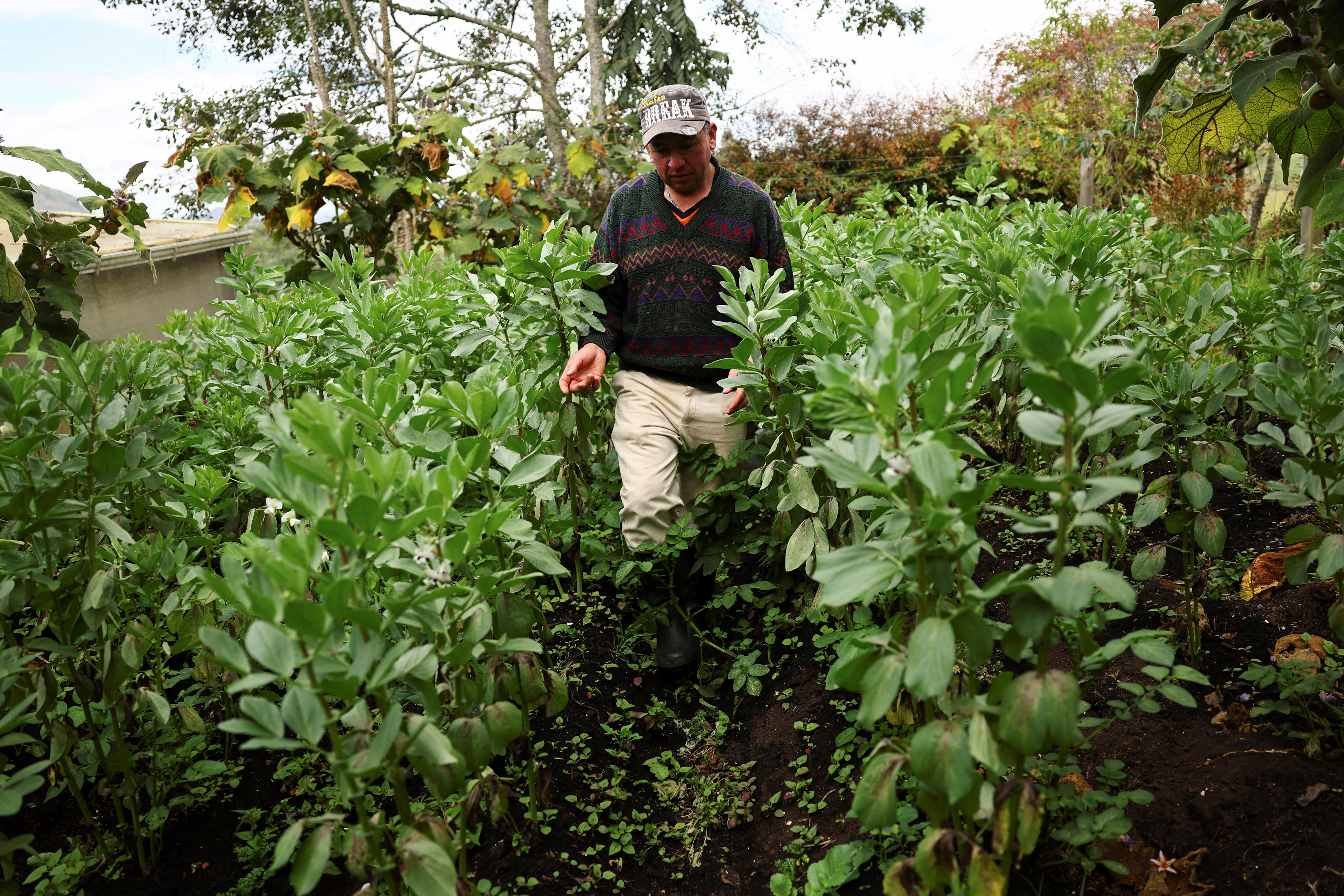 Hector Orlando Rodriguez, a farmer who uses rainwater to sustain his farm, walks through one of his crops, located in a paramo that regulates the water cycle by absorbing and slowly releasing rain, in Guatavita, Colombia. /Luisa Gonzalez/Reuters