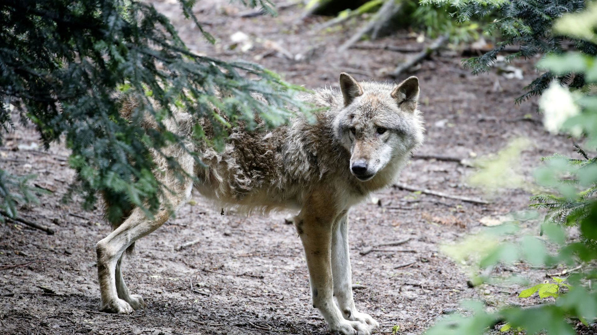 Wolves could be demoted to 