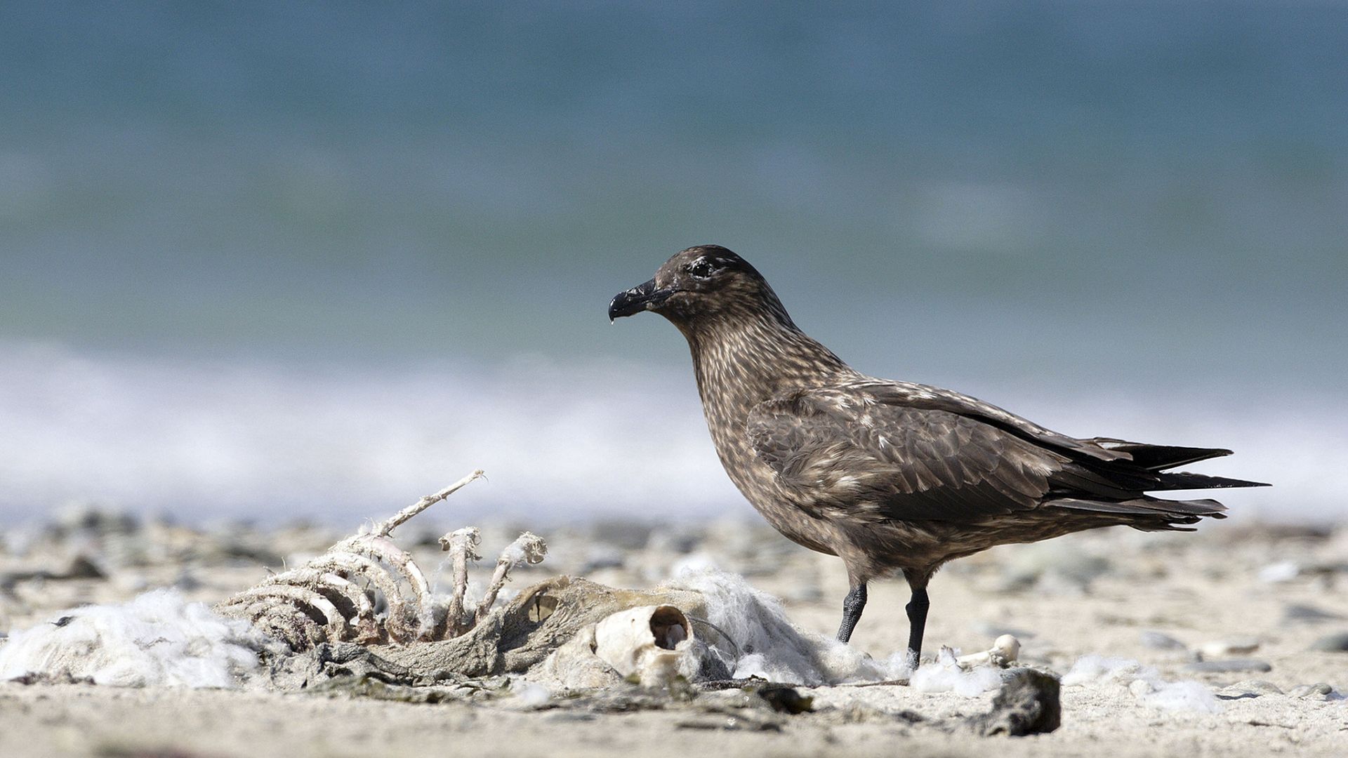 A great skua with a memento mori. /BSIP/UIG via Getty Images/CFP