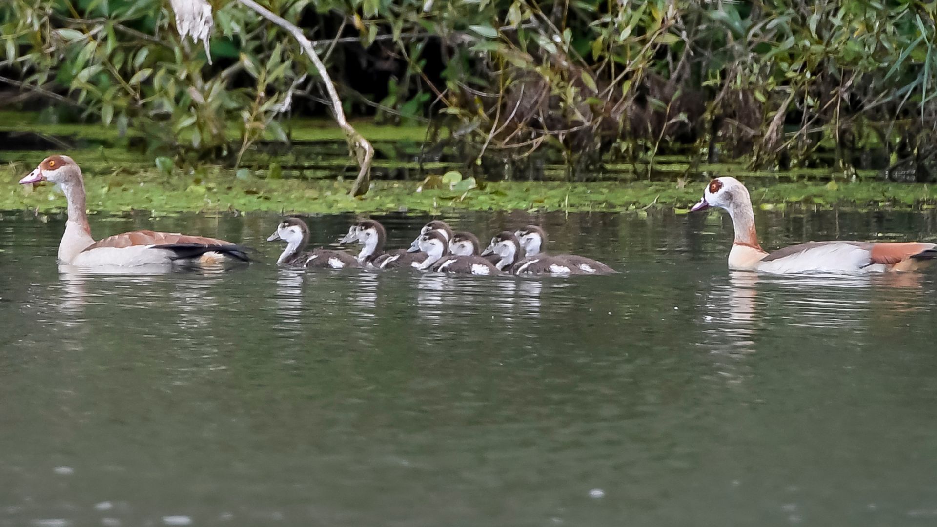 The sale of Egyptian geese has been banned since 2017. /Jean-Christophe Verhaegen/AFP
