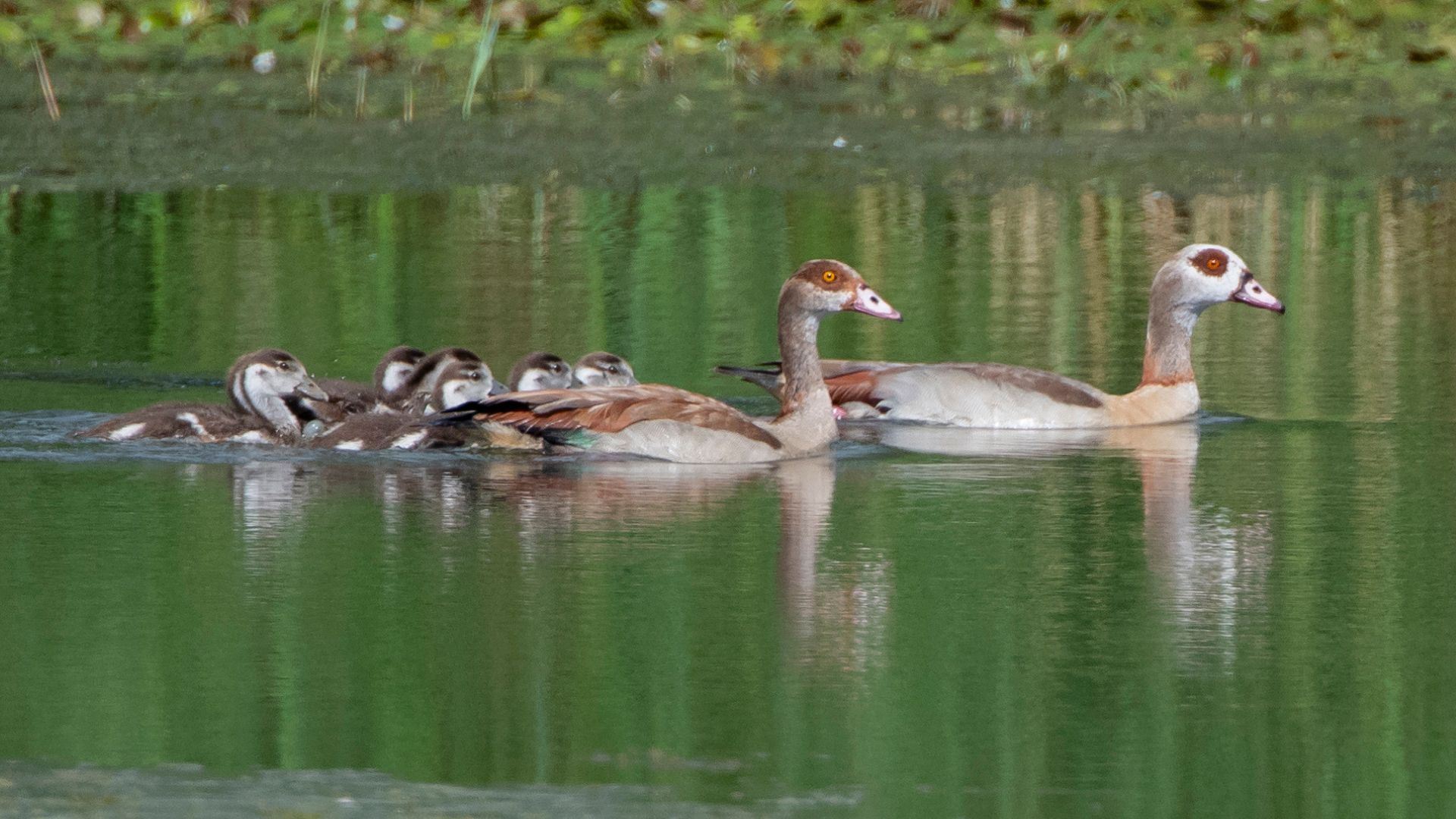 Egyptian geese on a pond in Ay-sur-Moselle, north eastern France. /Jean-Christophe Verhaegen/AFP
