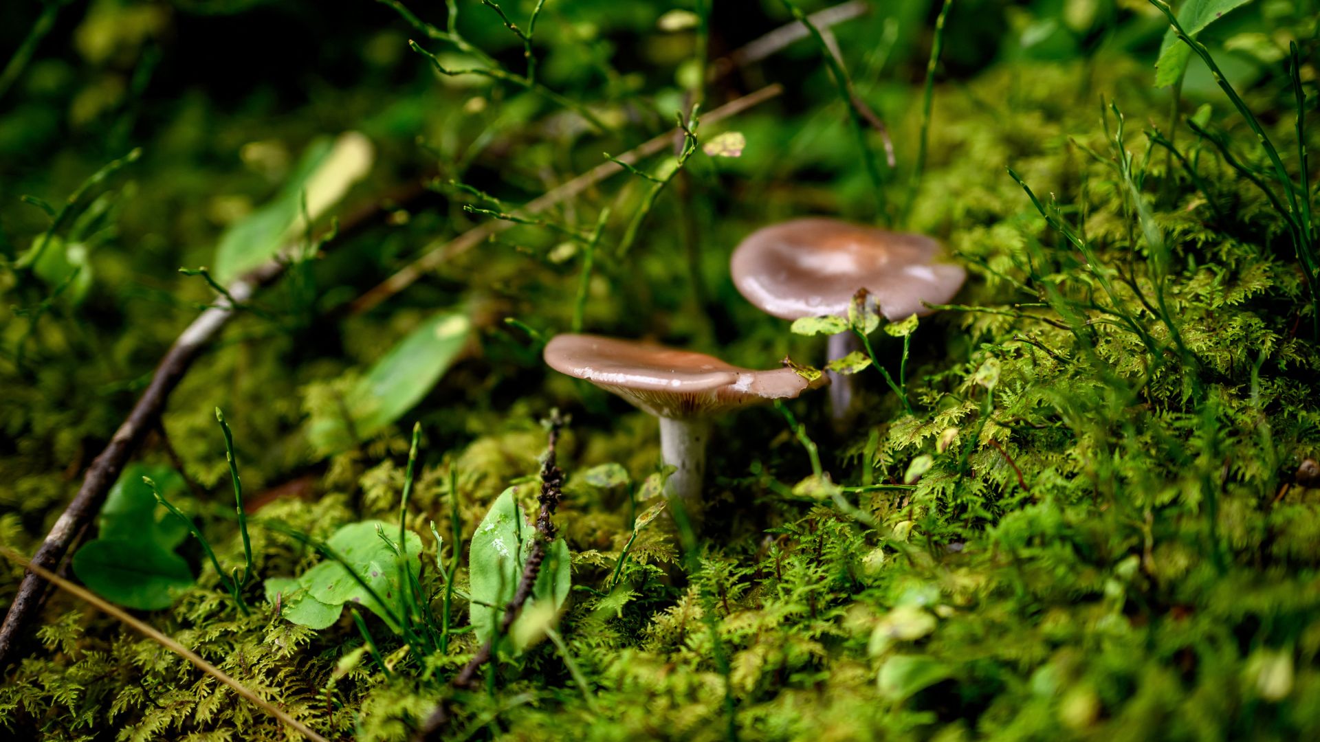 Enthusiasm for mushroom picking has sparked fears over impacts on biodiversity. /Fabrice Coffrini/AFP