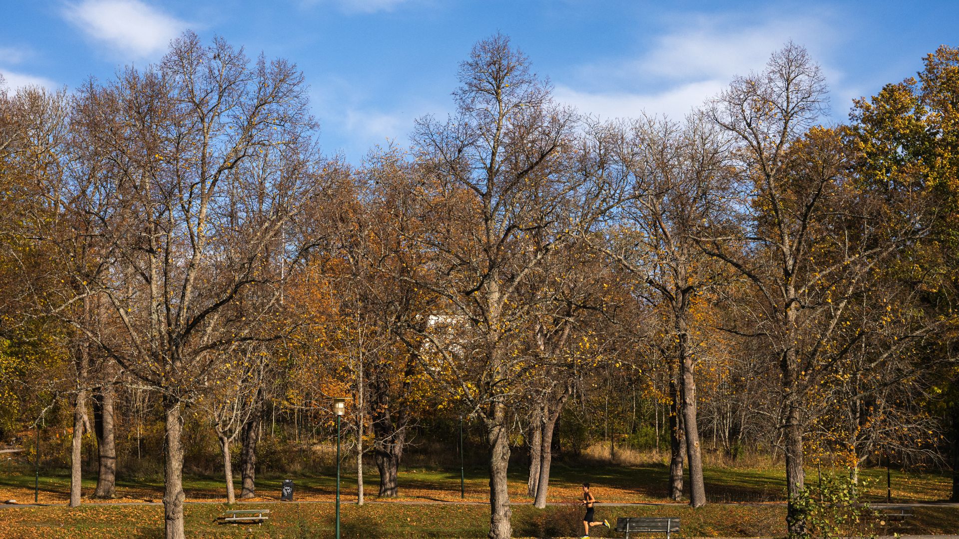 Trees now account for over one quarter of species on the IUCN Red List. /Jonathan Nackstrand/AFP
