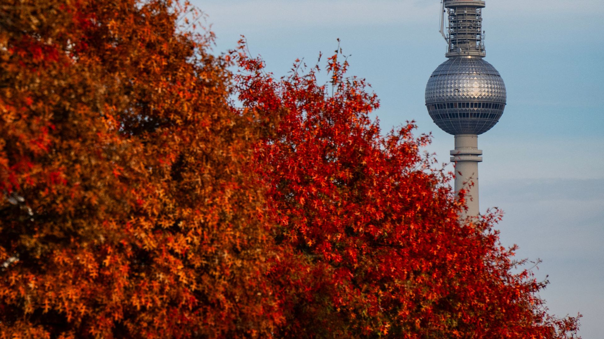 Autumn trees near the TV tower in Berlin, Germany. /John MacDougall/AFP