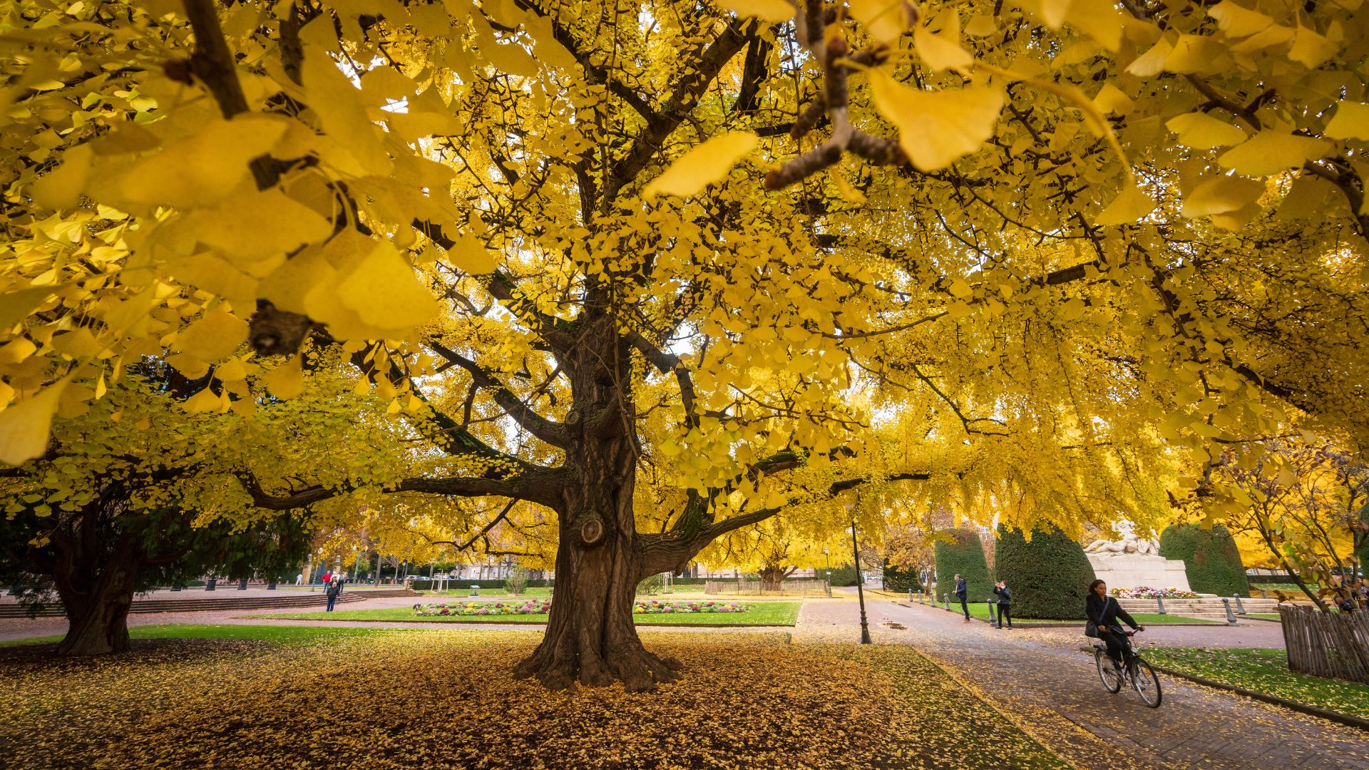 The loss of trees is a major threat to thousands of other plants, fungi and animals. /Patrick Hertzog/AFP