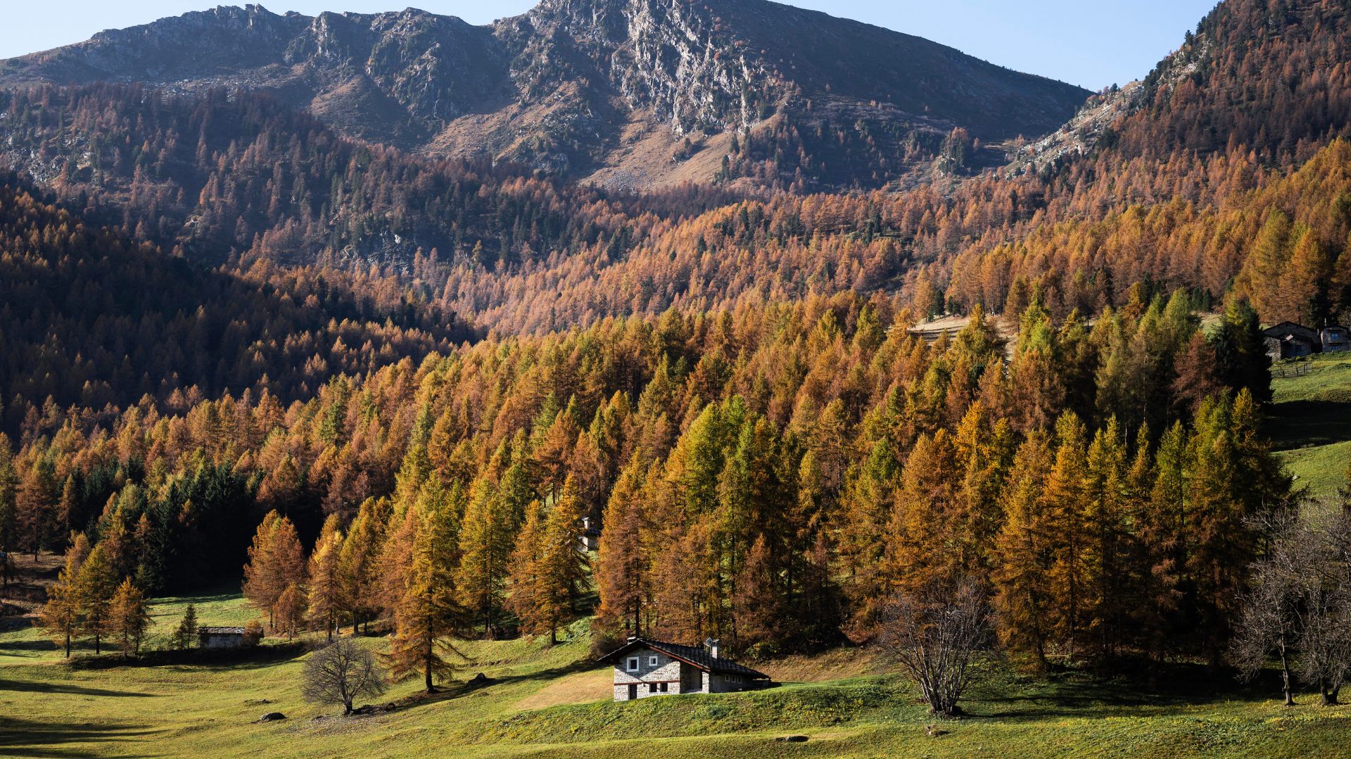 The study, published in the science journal Nature, estimated that over 15 billion trees are cut down each year. /Marco Bertorello/AFP
