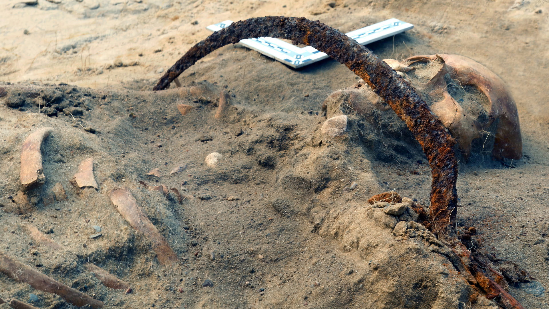 The skeleton of Zosia, a woman buried as a vampire, lies in a grave in Pien, Poland, August 2022. /Nicolaus Copernicus University, Torun/Handout