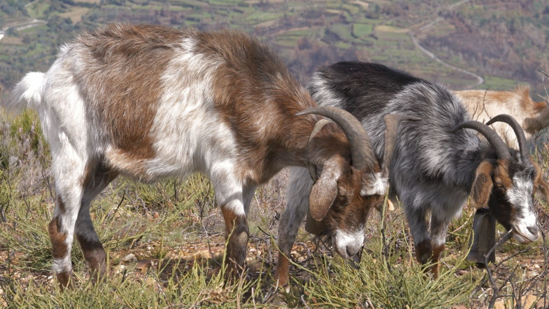 The animals are helping the fight against the effects of climate change./ CGTN