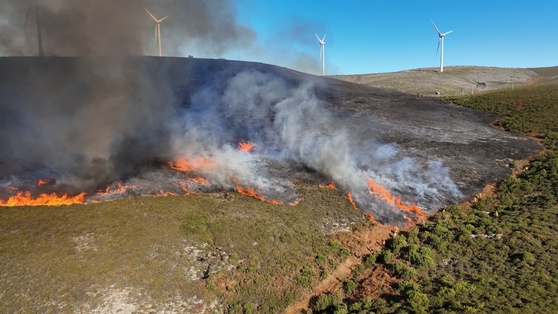 A controlled fire burns thick, dried vegetation and clears the way for fresher, greener plants to grow back within weeks. /CGTN