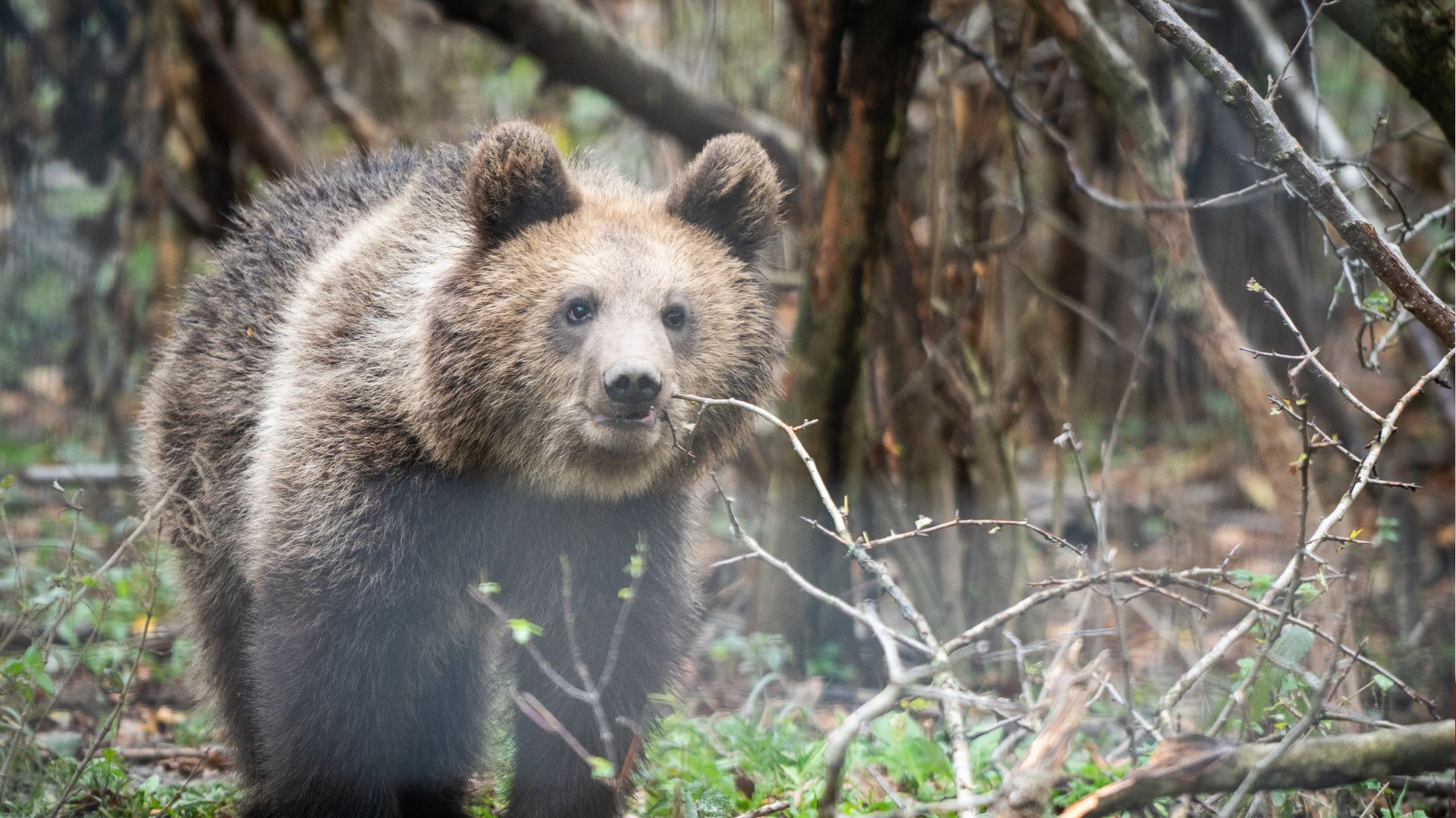 A young brown bear cub is seen inside its enclosure at the Libearty Bear Sanctuary in Zarnesti. /Mihai Barbu/AFP
