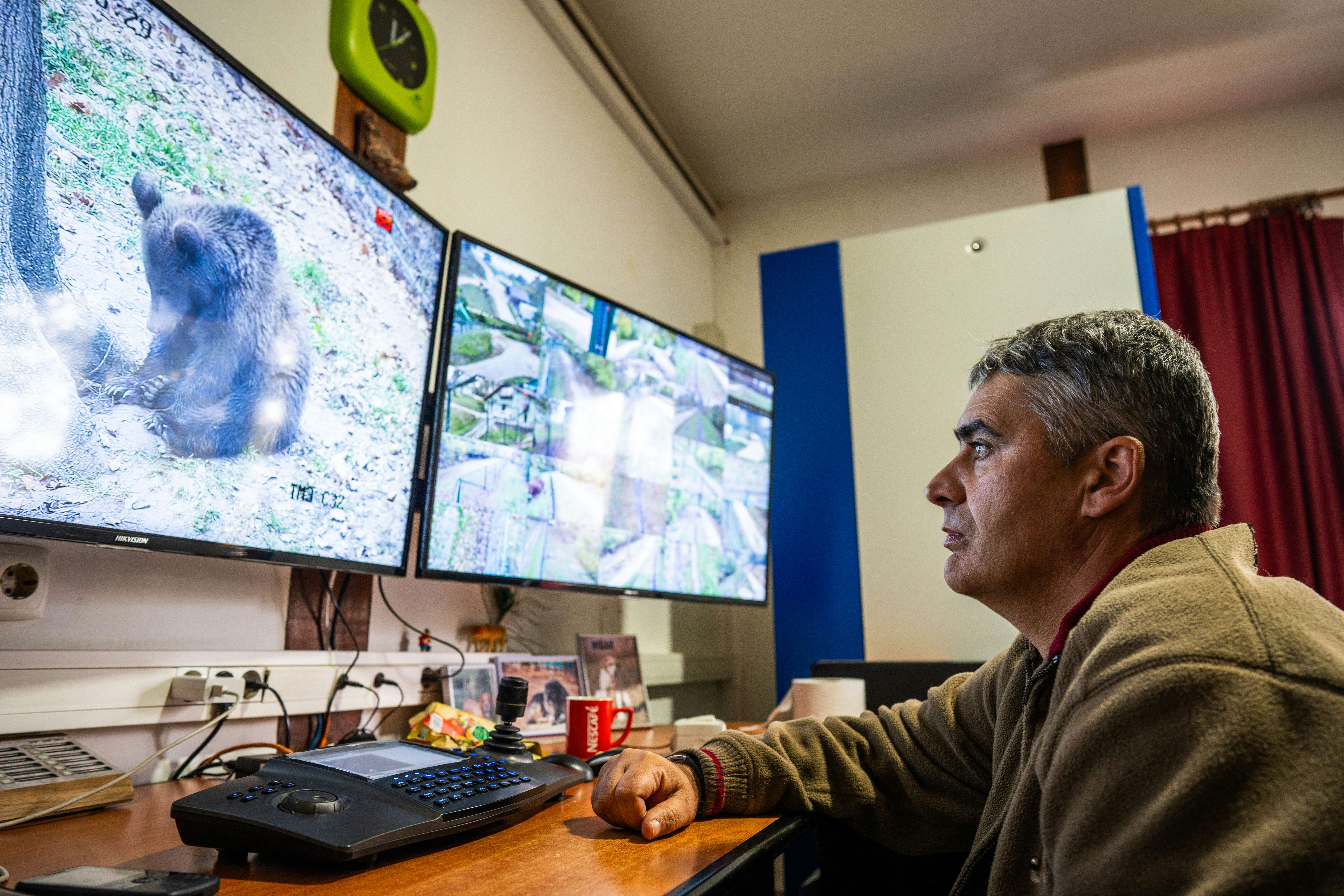 A keeper supervises brown bears in a surveillance room at the Libearty Bear Sanctuary. /Mihai Barbu/AFP