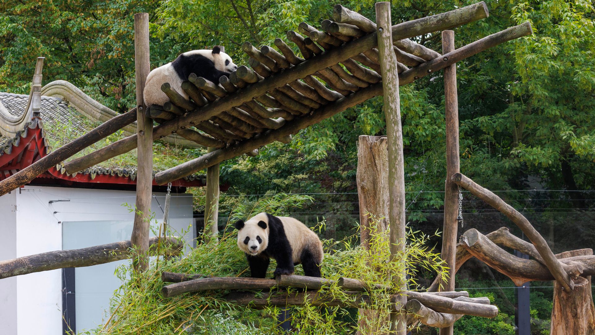 Twins Bao Di and Bao Mei - pictured here last year before being quarantined - are to travel to China with their older brother Tian Bao. /Pairi Daiza