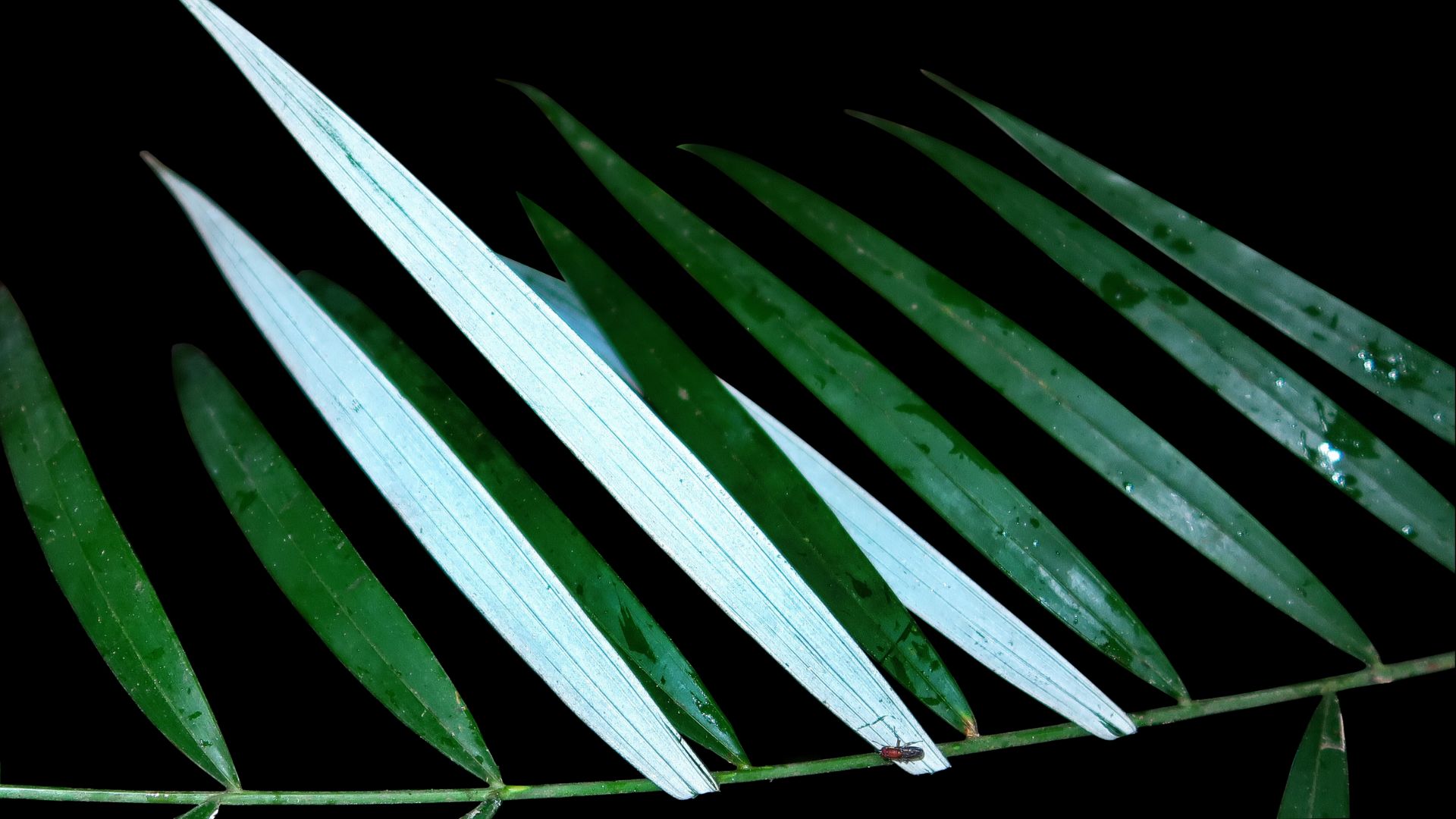 The ghost palm has a name at last. /Benedikt Kuhnhäuser/Kew