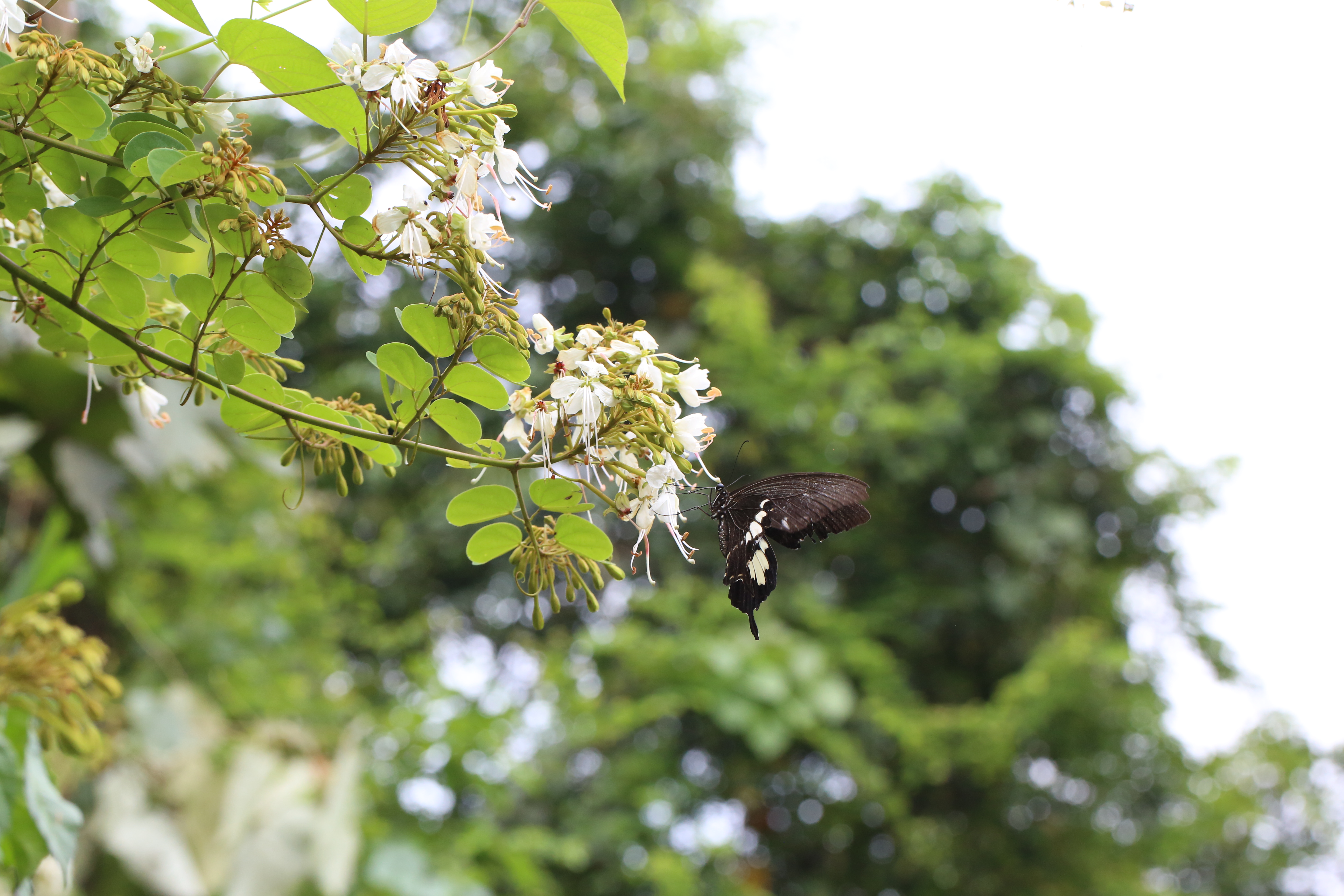 Cheniella longistaminea is pollinated by moths. /Tie-Yao Tu/Kew