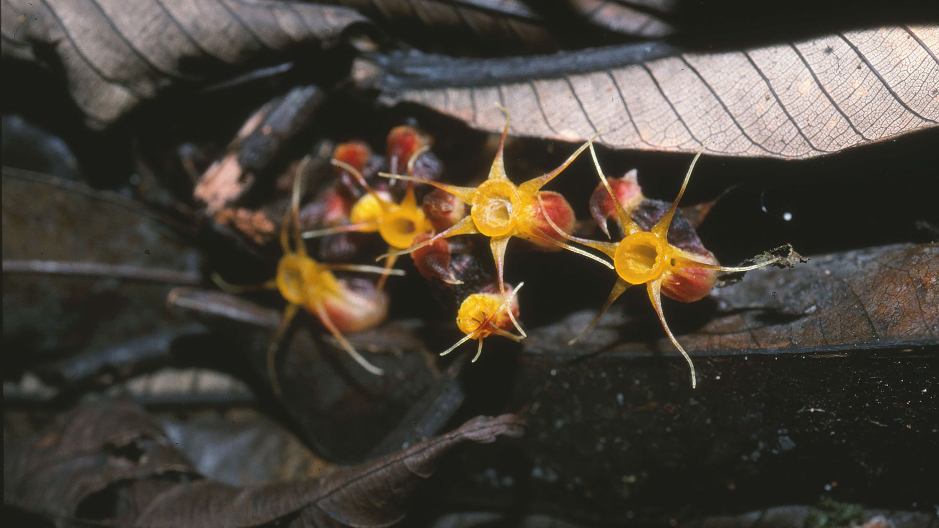 Afrothismia winkleri gets its goodies underground. /Martin Cheek/Kew