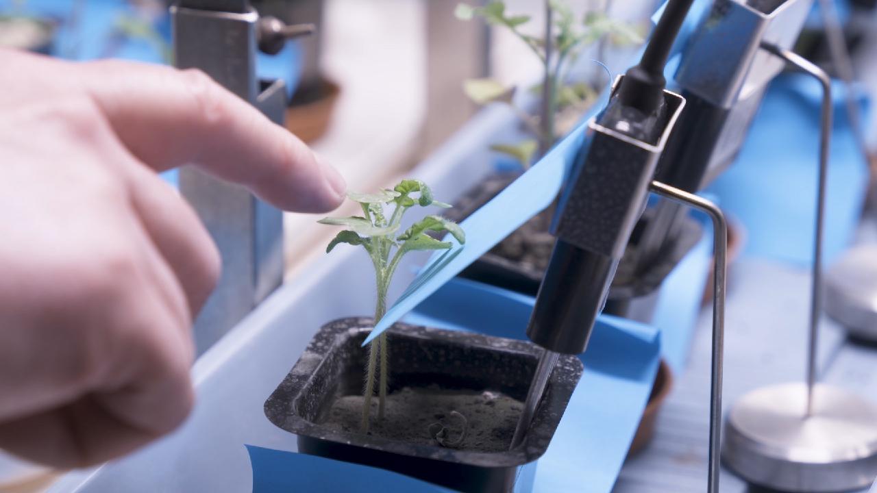 Hungarian researchers cultivate plants using simulated moon soil