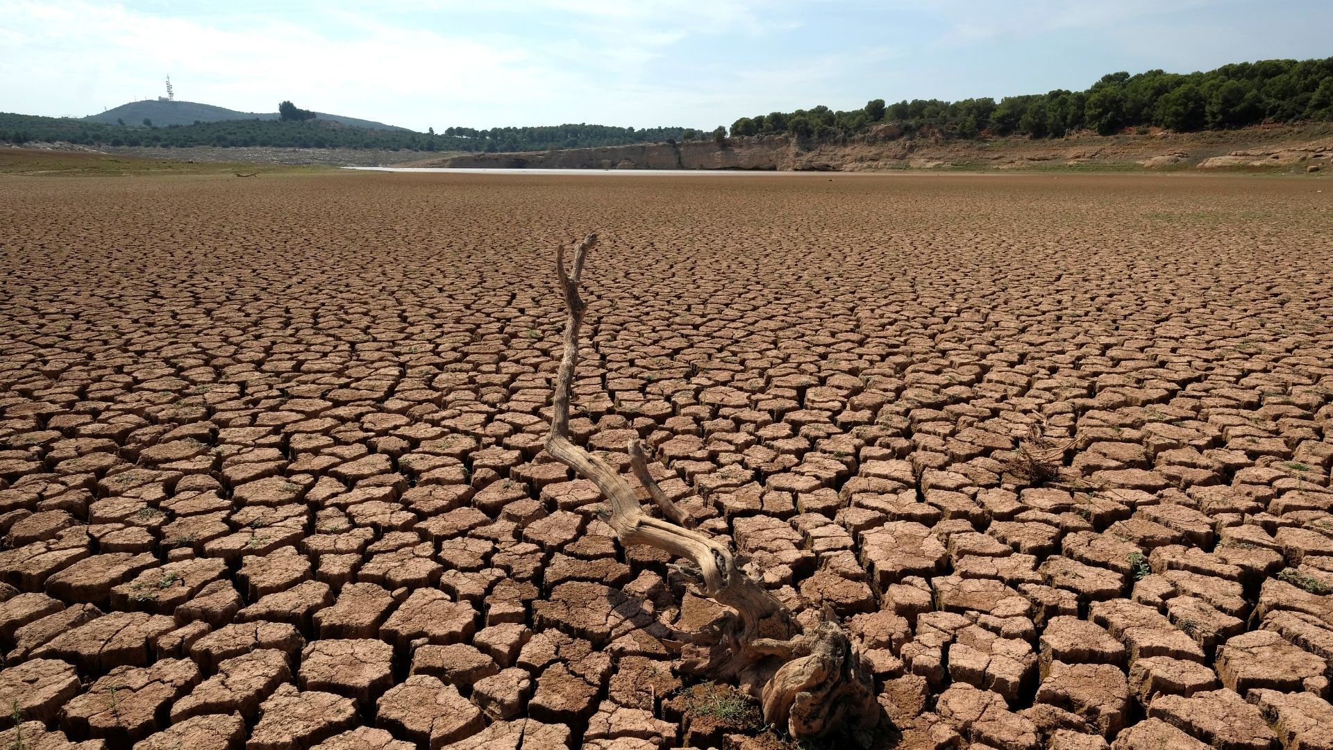 The remains of a dead tree are pictured at the almost empty Maria Cristina water reservoir during a severe drought near Castellon, Spain. /Heino Kalis/Reuters
