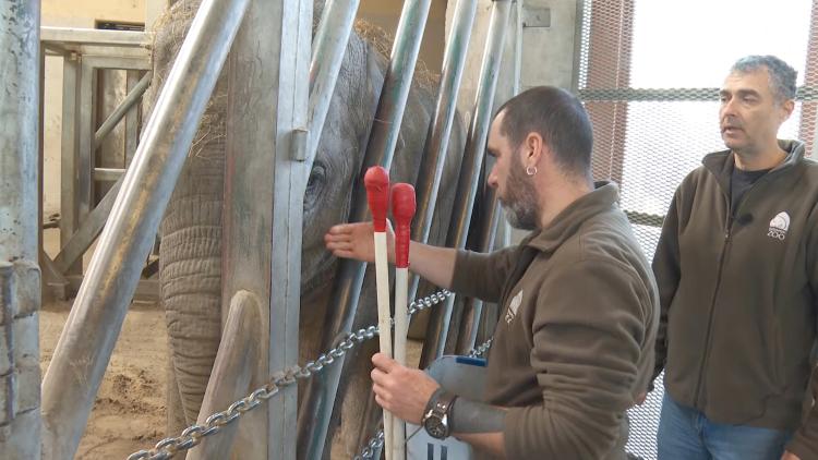 Flurry of patients at Hungary's wildlife rescue clinic