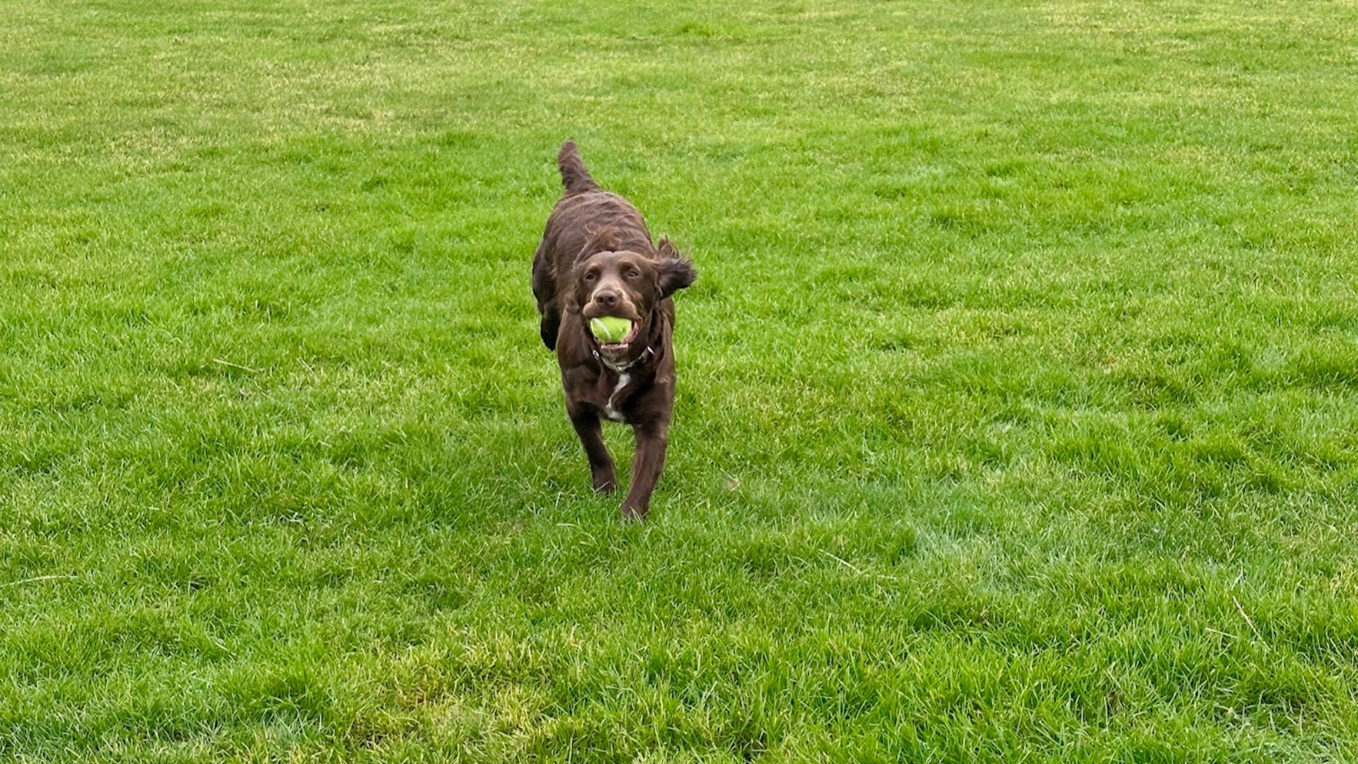 Gem is a genetic twin of an earlier dog. /Kitty Logan/CGTN