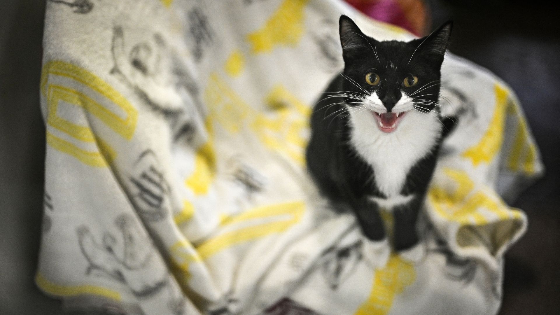A cat called Mavis in its enclosure at the Mayhew animal shelter. /Ben Stansall/AFP