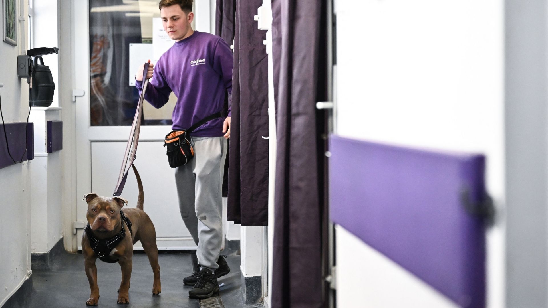 A member of staff takes Astro, an American Pocket Bully, for a walk at the shelter. /Ben Stansall/AFP
