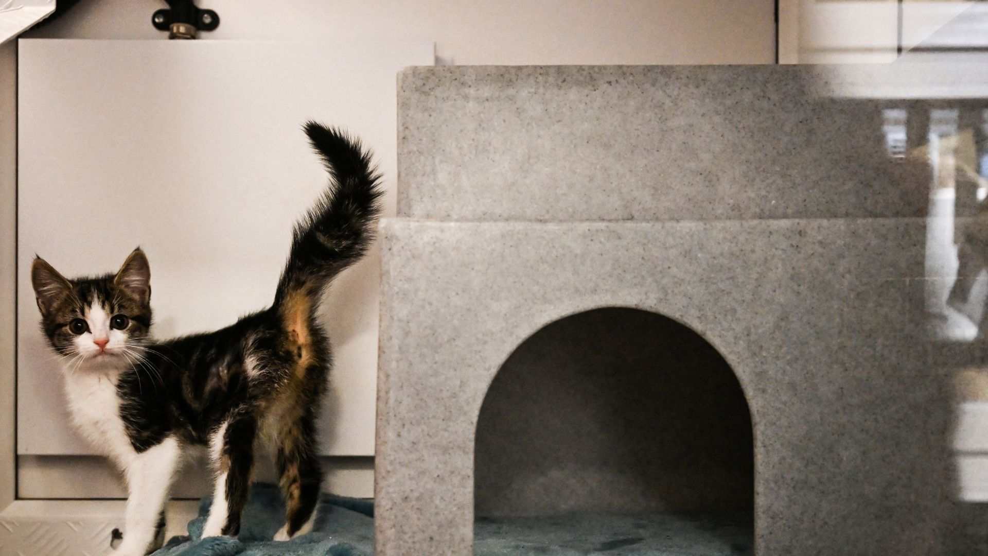 Heartbroken Brits abandon pets as living costs bite
