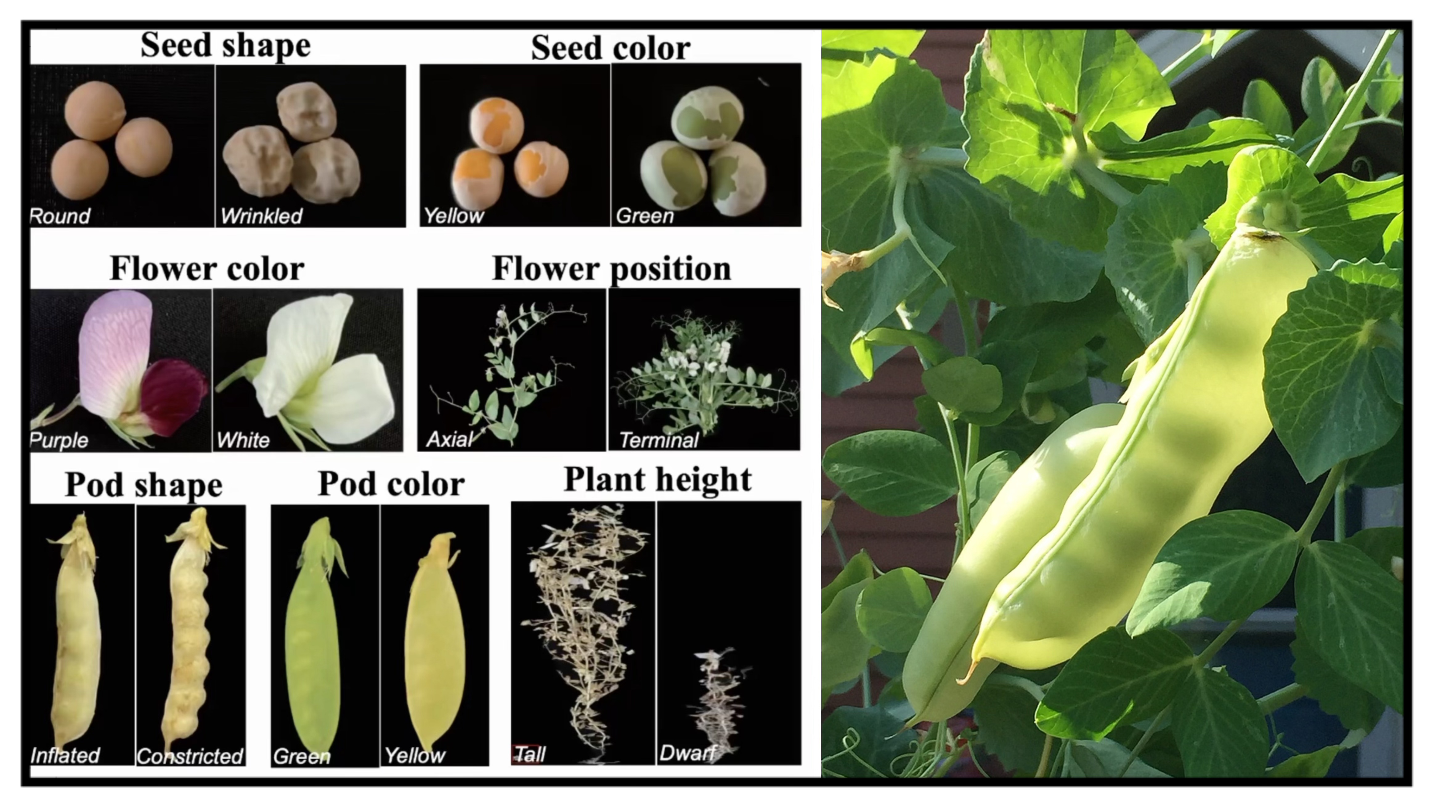 Mendel's seven pea plant traits. / AGIS photo