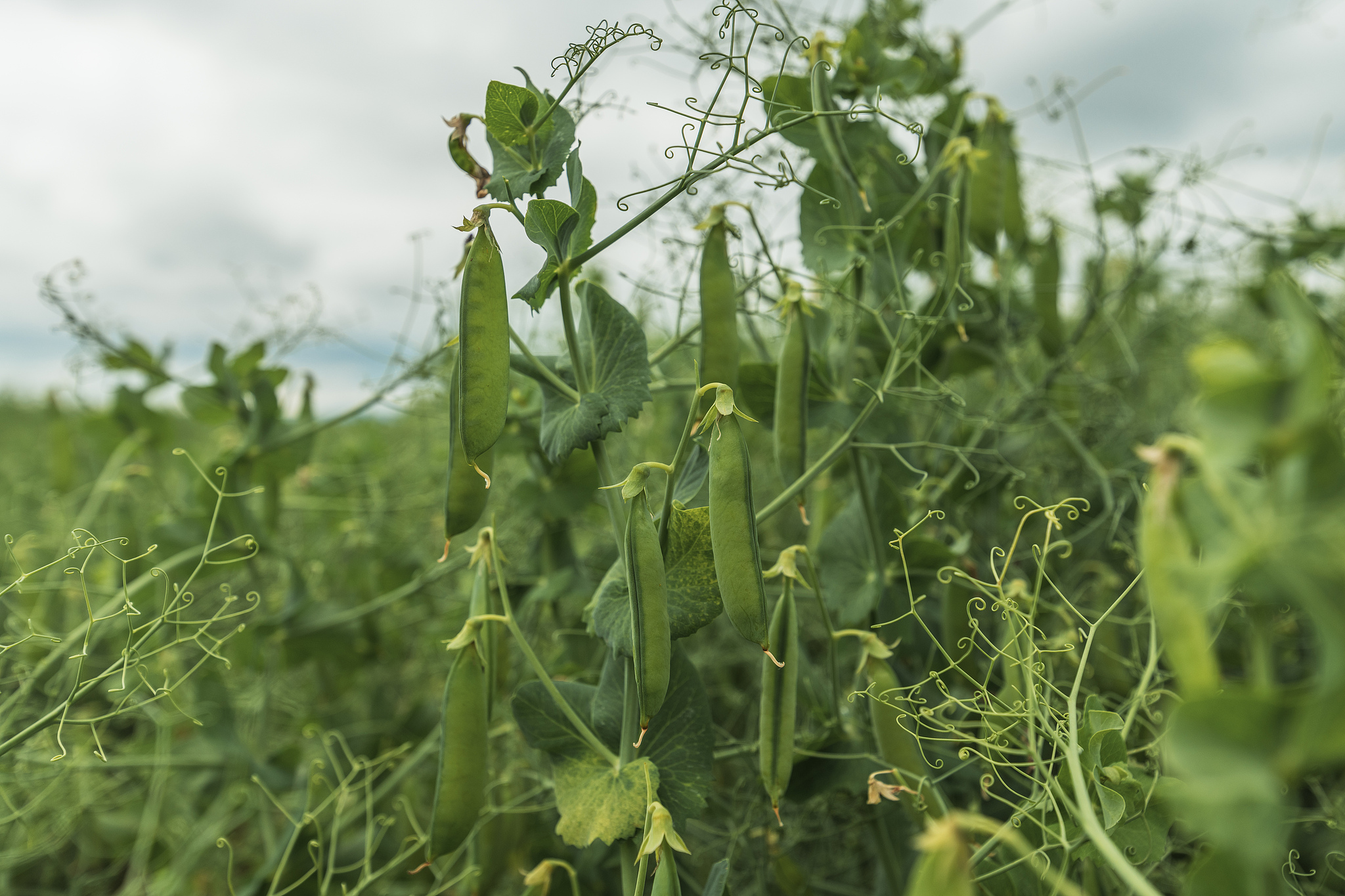 Peas in the field. / CFP photo