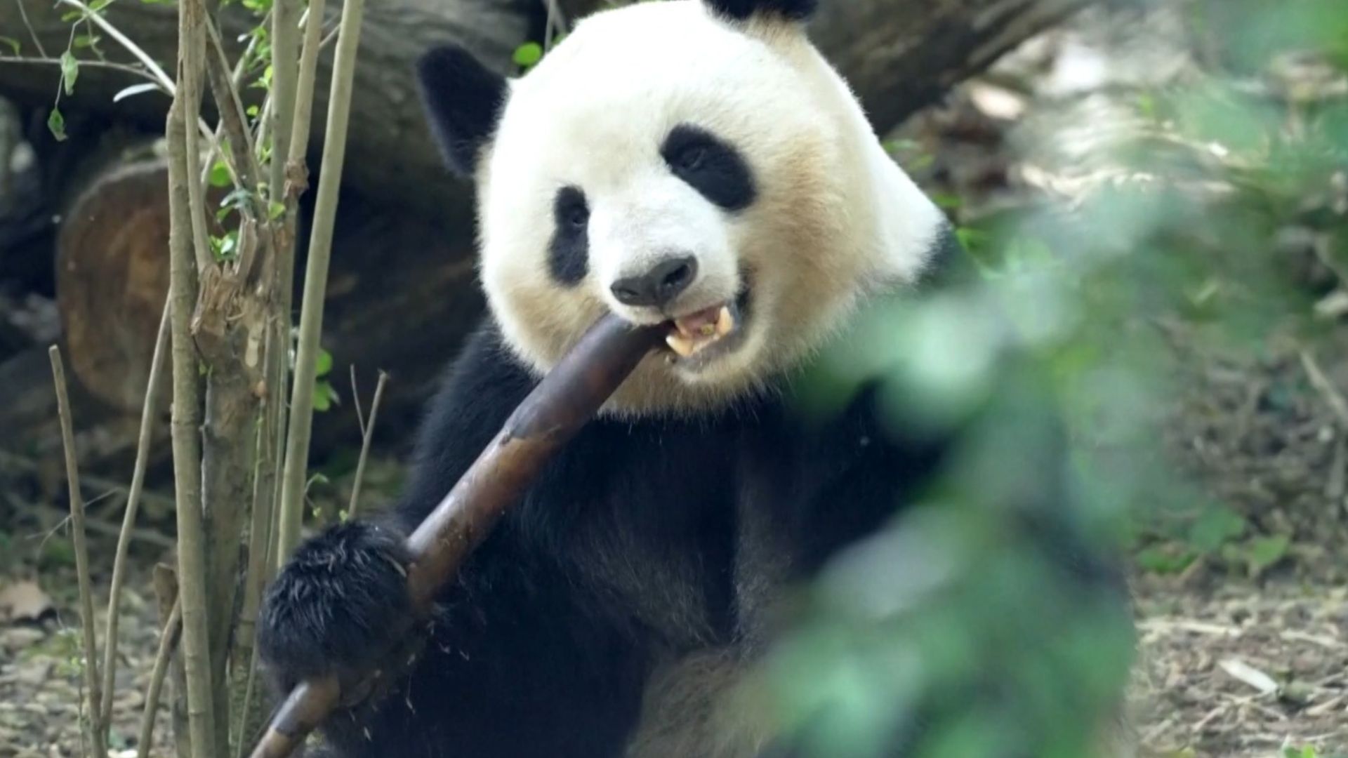 New Madrid-Chengdu direct flights bring China and Spain closer