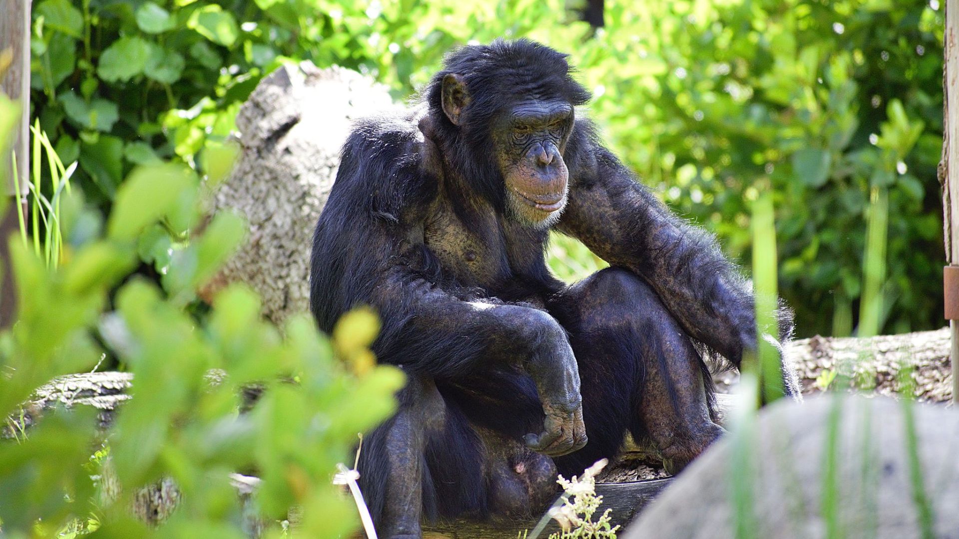 Drumming to their own beat: why chimp species have distinct rhythms 