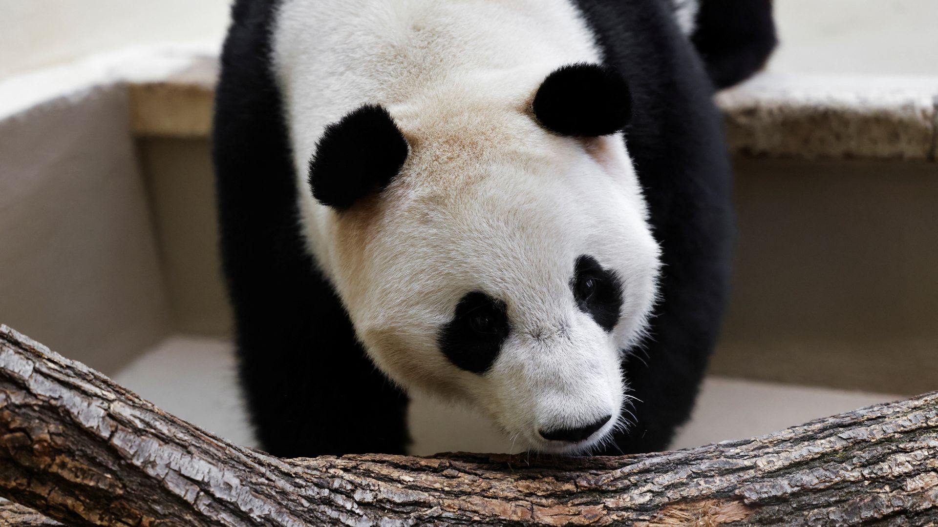 Vienna's new pandas loaned by China go on show