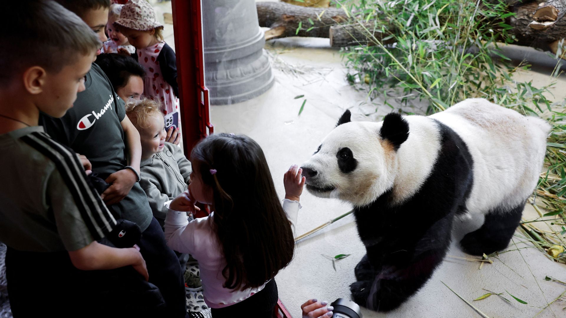 People watch giant panda He Feng during a public debut at the Schoenbrunn Zoo in Vienna, Austria, May 14, 2025. /Lisa Leutner/Reuters