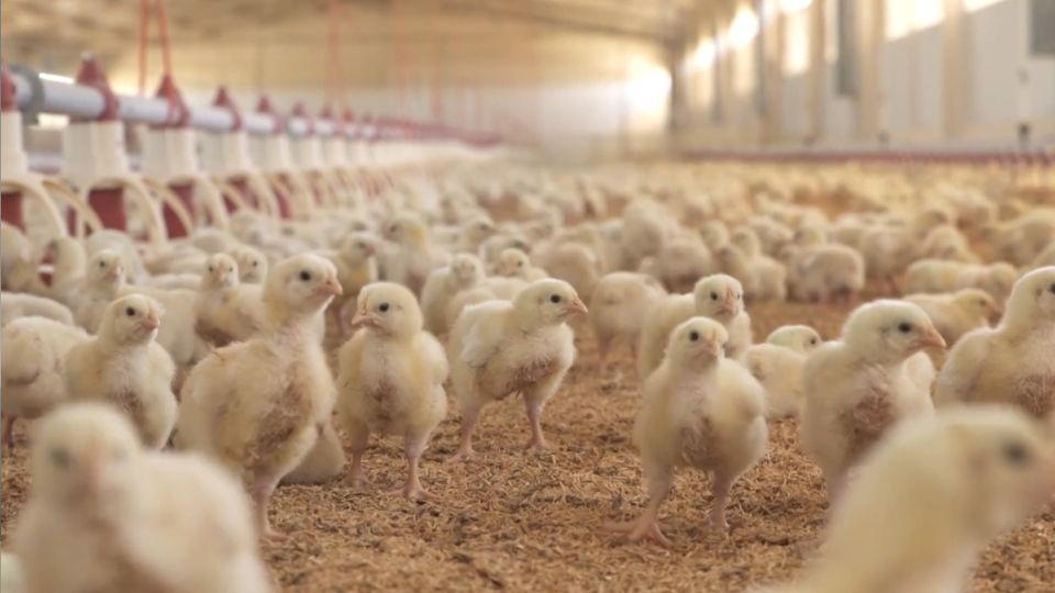 A poultry, not paltry, deal between China and Spain