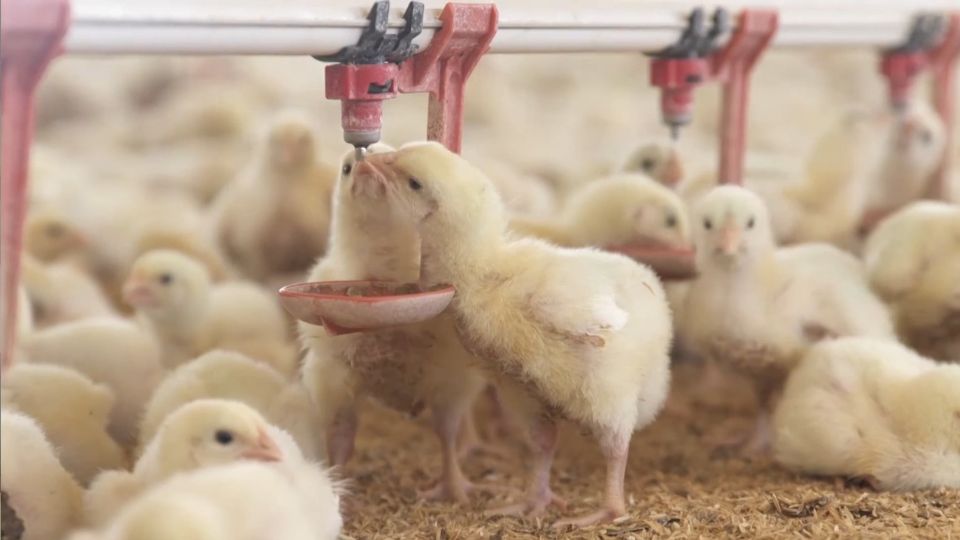 Chicks feed at a Spanish poultry farm. /Spanish Poultry Meat Association