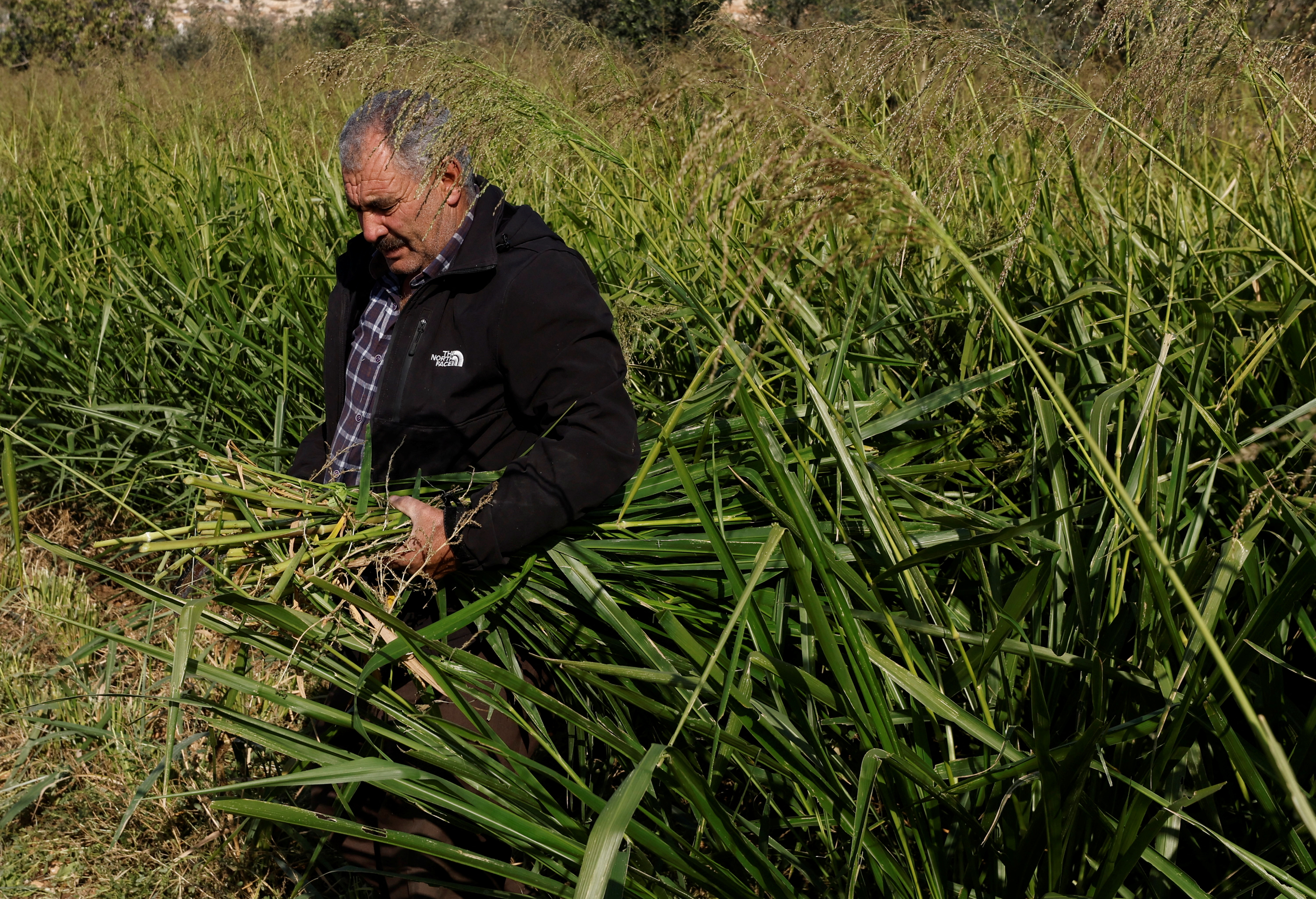 A Palestinian farmer harvests Bonicam as he works at his farm, near Hebron in the Israeli-occupied West Bank. /Mussa Qawasma/Reuters