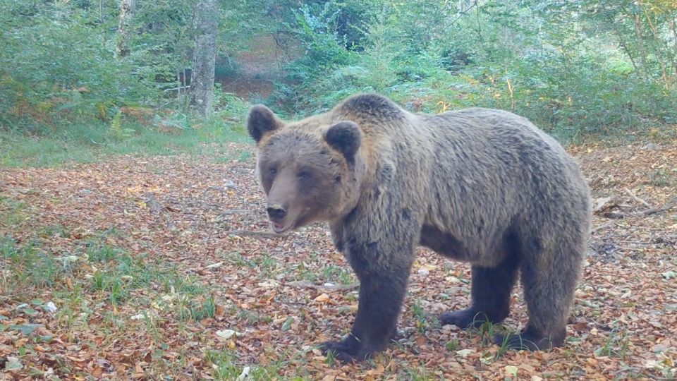 Scientists & environmentalists clash as Slovenia poised for bear cull