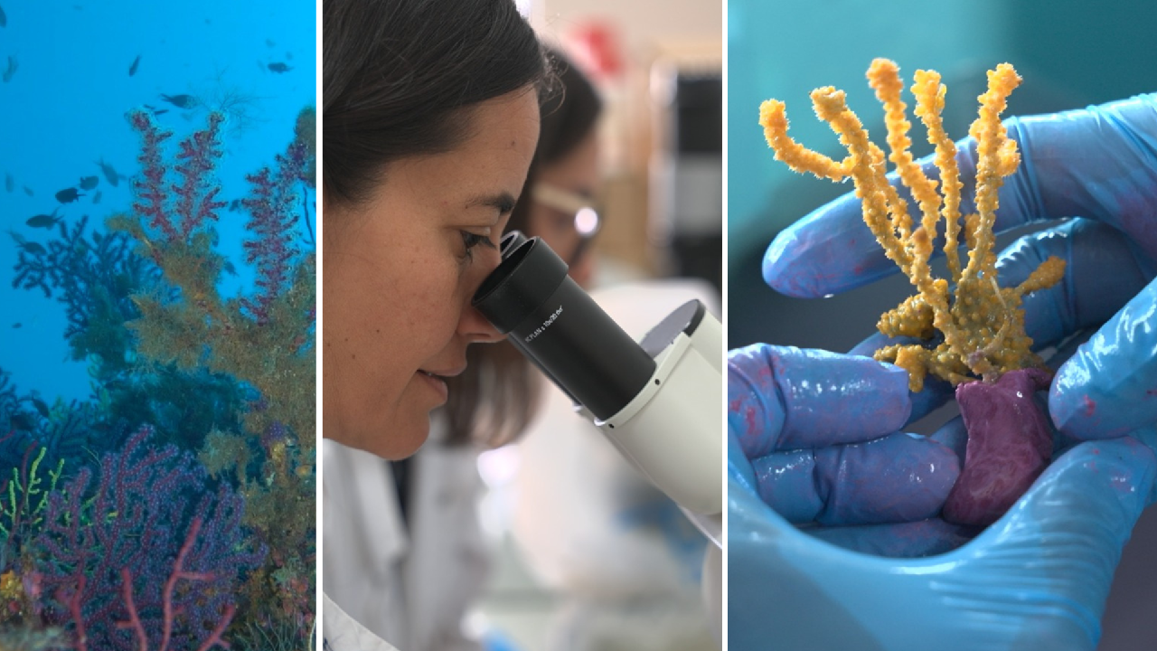 Spain's ongoing battle to save the coral, but is time running out?