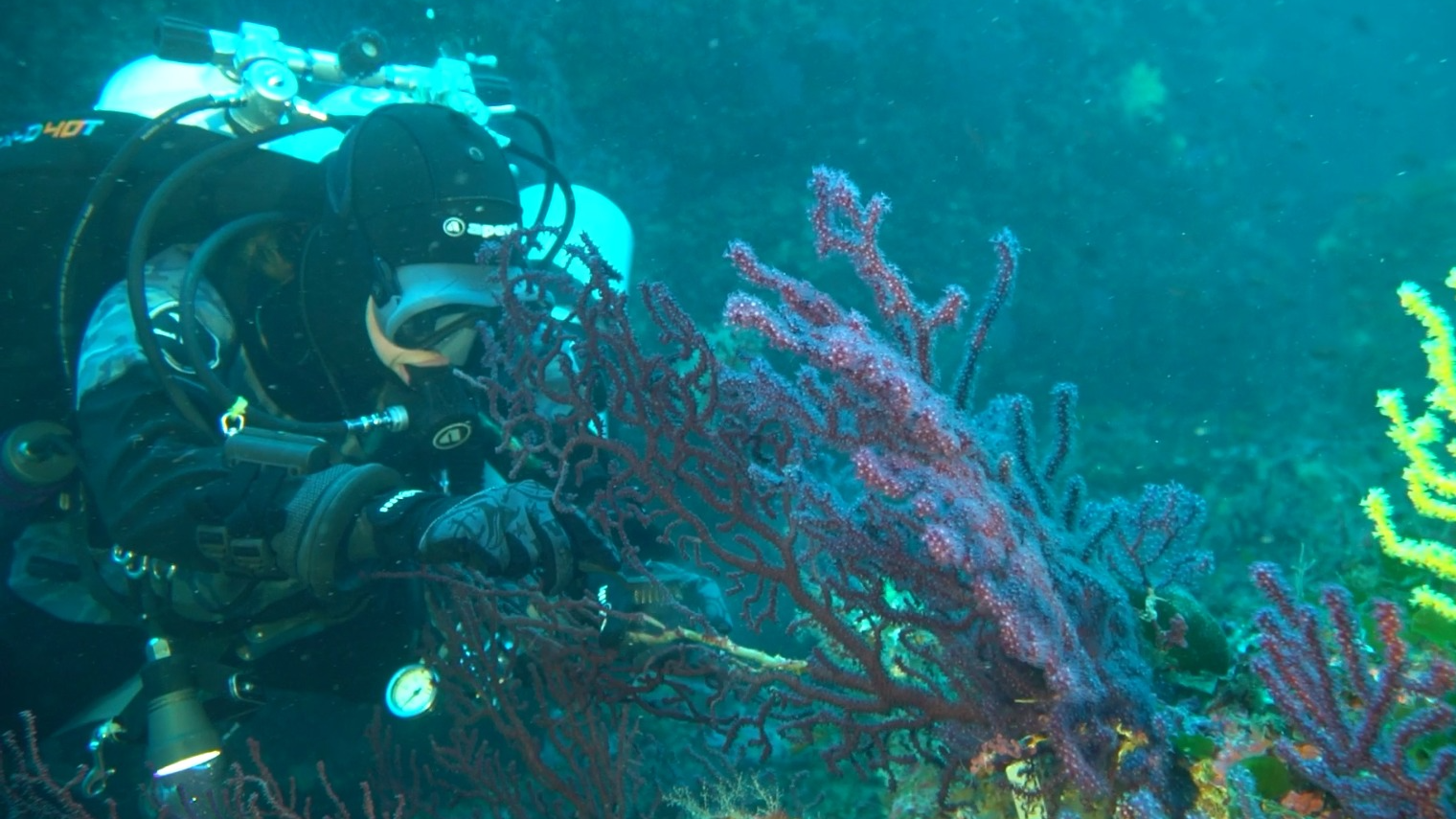 Coral Soul is a Spanish NGO dedicated to the conservation and restoration of coral reefs. /CGTN Europe