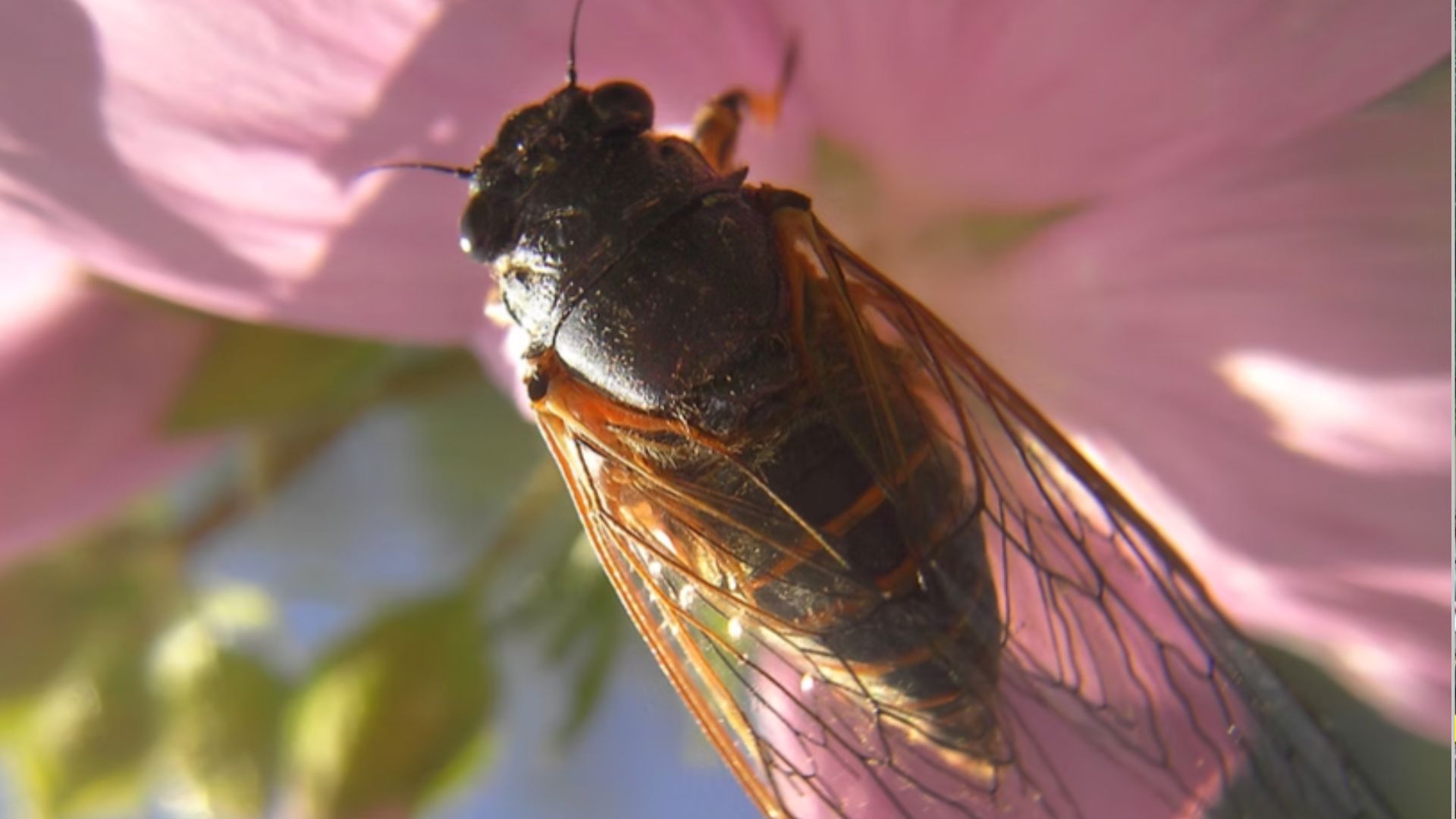 The 11 insects, which are black with golden rings and transparent wings, were caught in northern France. /Species Recovery Trust