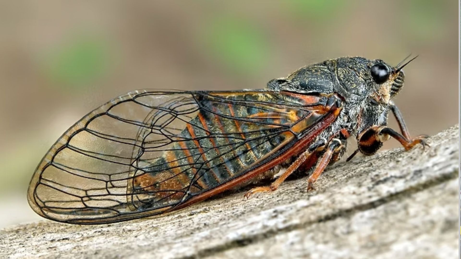 UK nature lovers can feel chirpy… musical cicadas are back