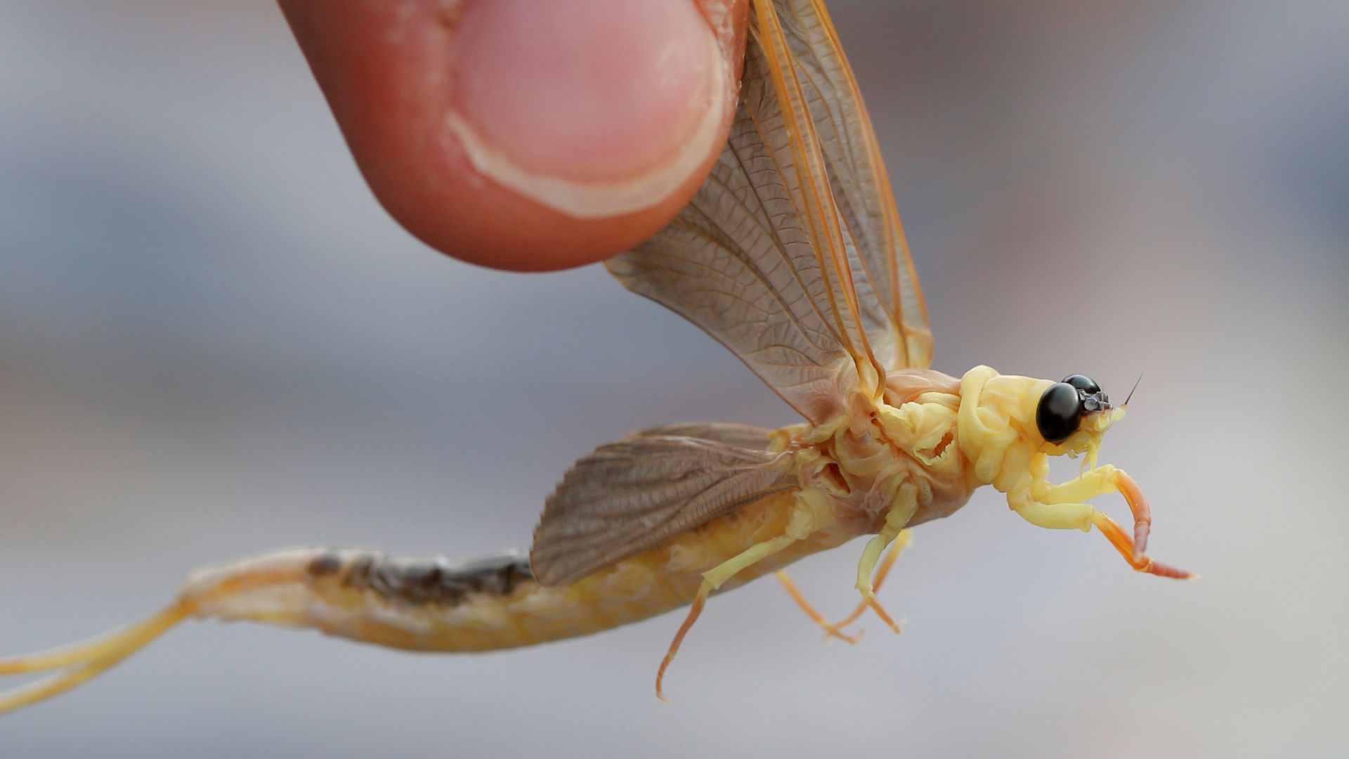 Mayflies' mid-air mating dance in peril as temperatures rise