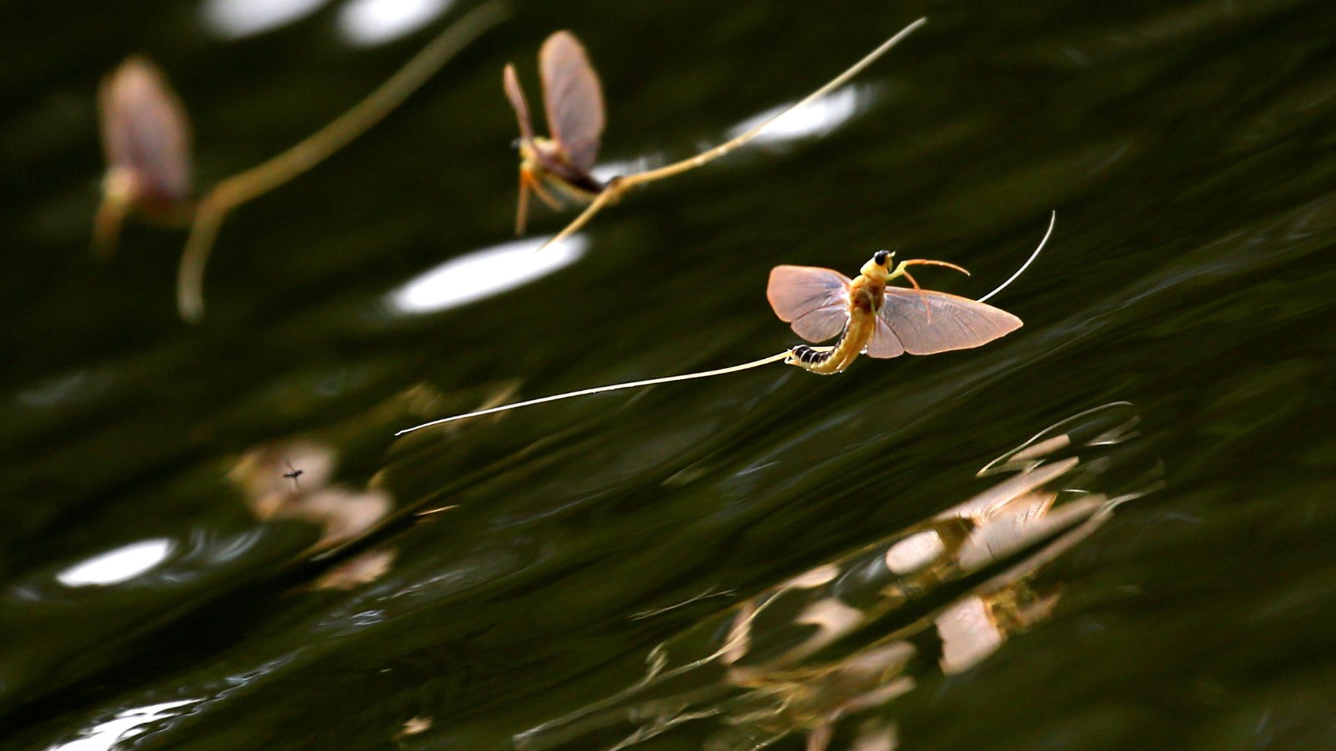 Long-tailed mayflies (Palingenia longicauda) mate on the surface of the Tisza river near Tiszainoka in June 2017. /Laszlo Balogh/Reuters
