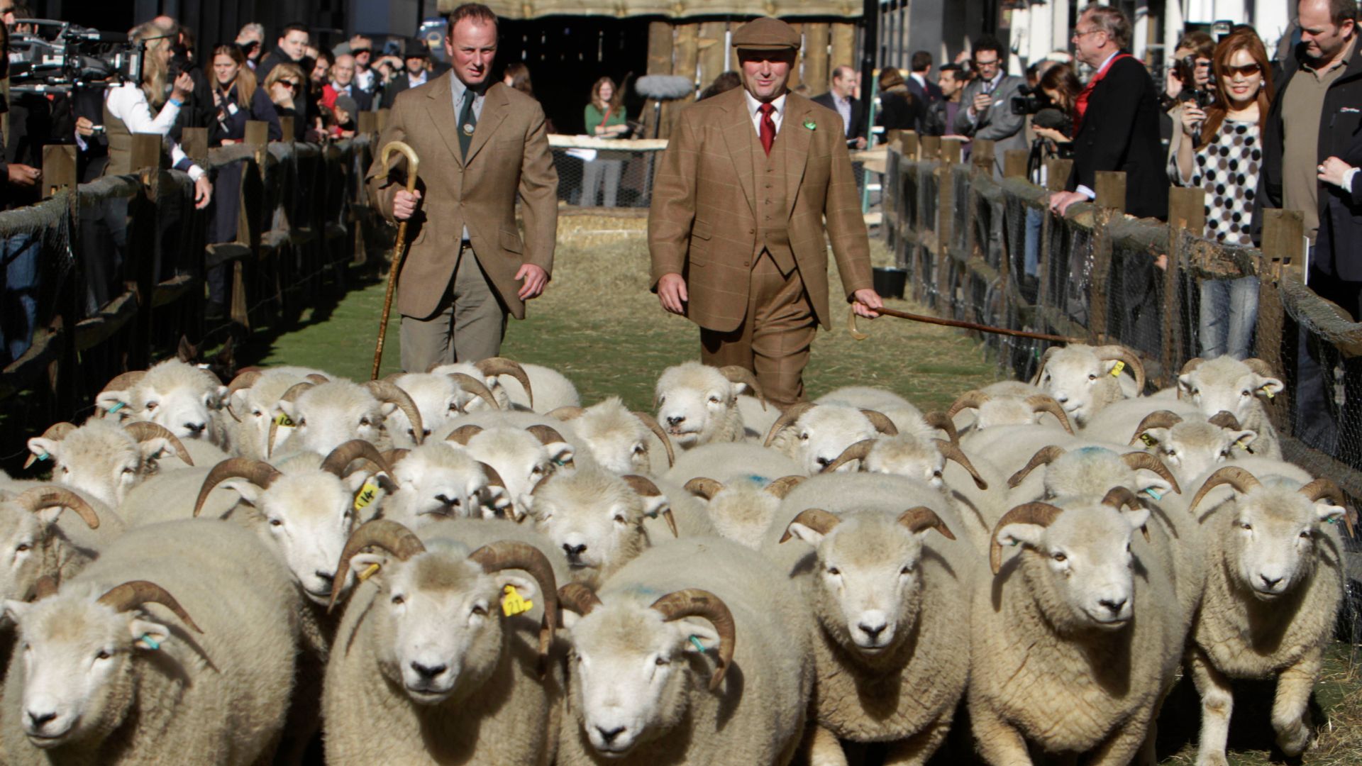 Shepherds tend to sheep in Savile Row, London's premier tailoring street, in central London, October 11, 2010. /FILE /AP Photo/Lefteris Pitarakis/