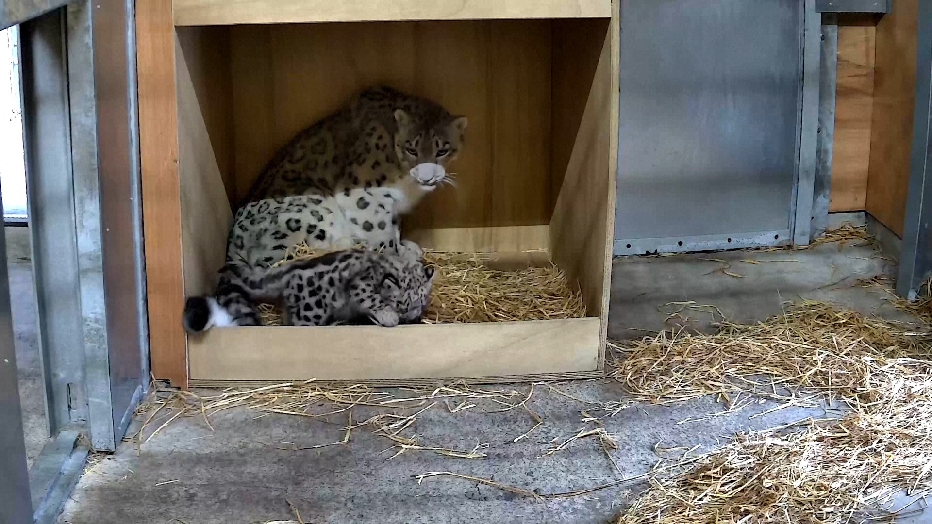 First of its kind: Rare snow leopard cub born at UK zoo