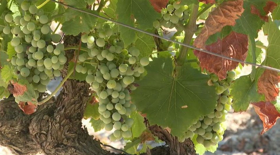 Vine-pulling campaigns are often incentivized by subsidies or regulations to keep wine prices high. /AFP