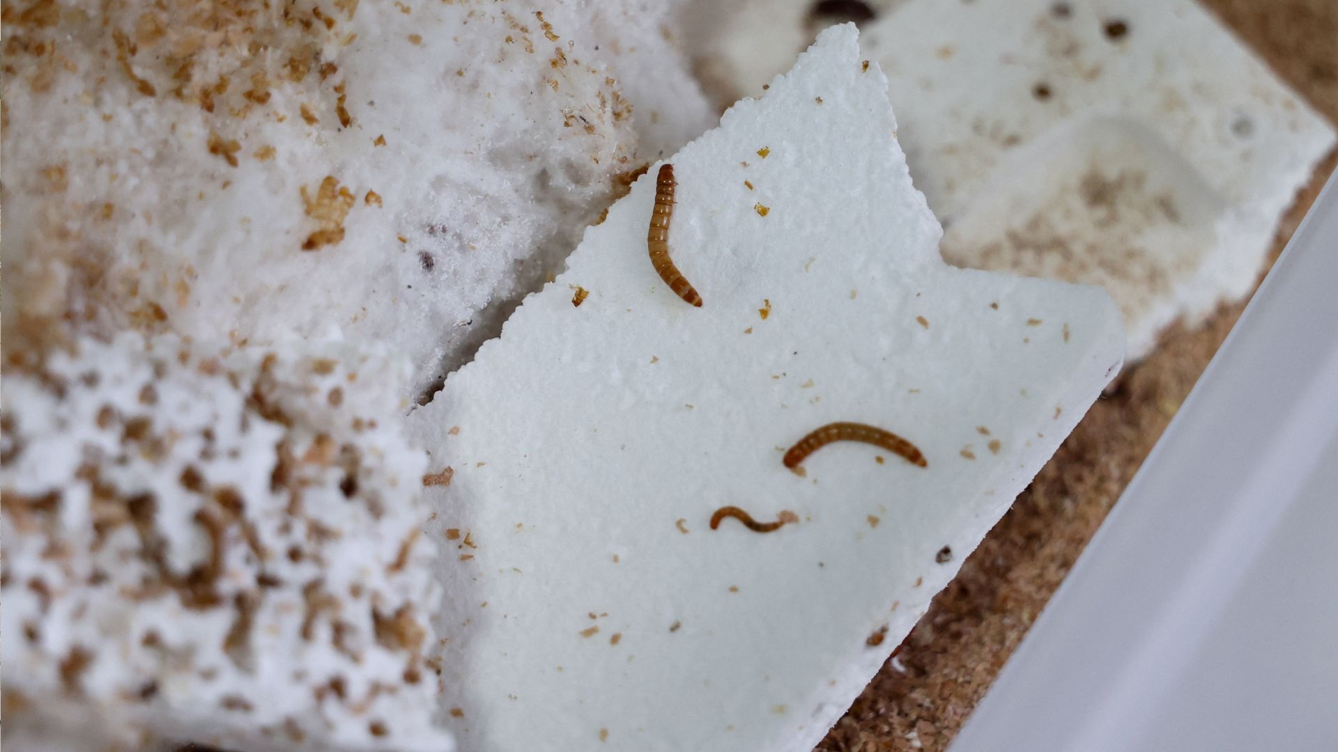 Serbian scientists experiment with mealworms to degrade polystyrene