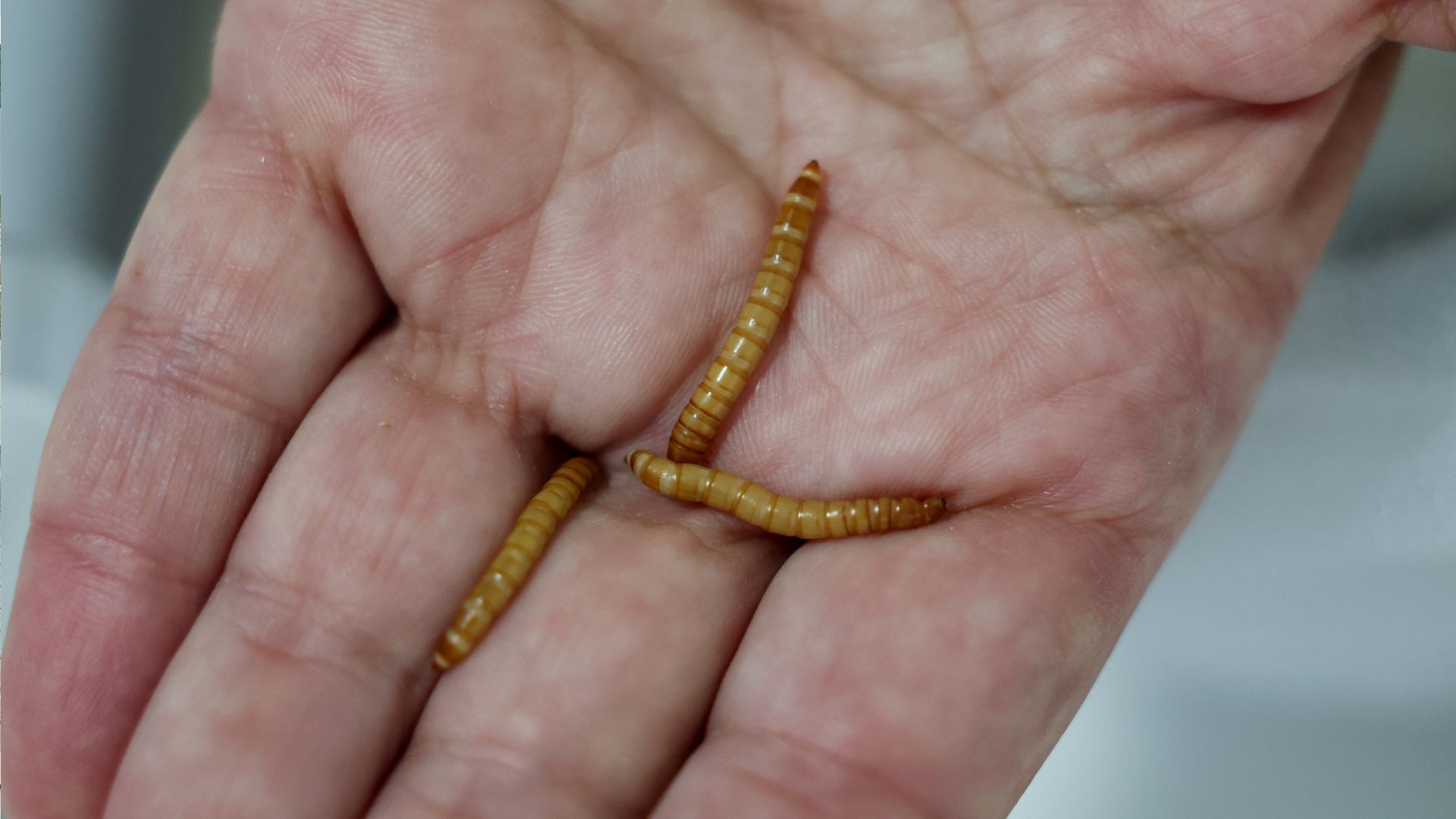 The hand of Dr. Larisa Ilijin, Principal Research Fellow, holding mealworms.  /Zorana Jevtic/Reuters