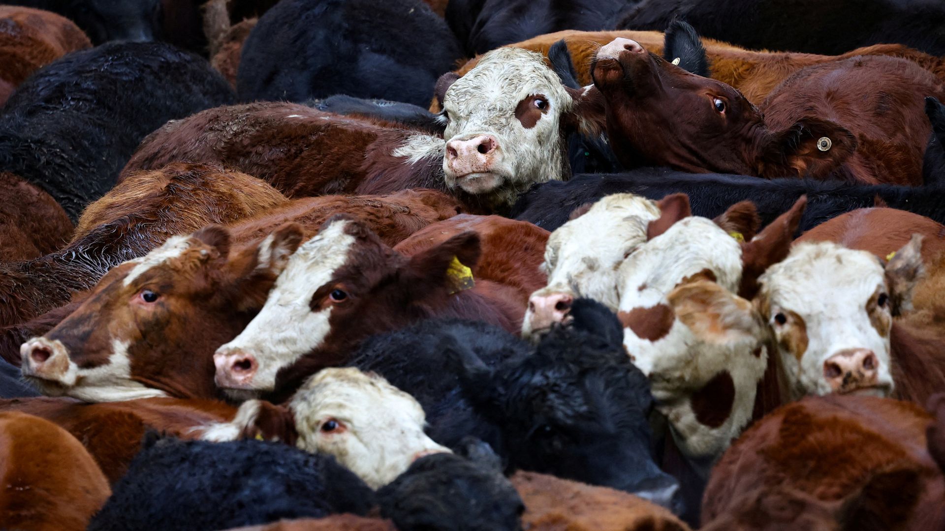 European farmers have said the Mercosur deal will lead to cheap imports of South American commodities, notably beef. /Agustin Marcarian/Reuters File
