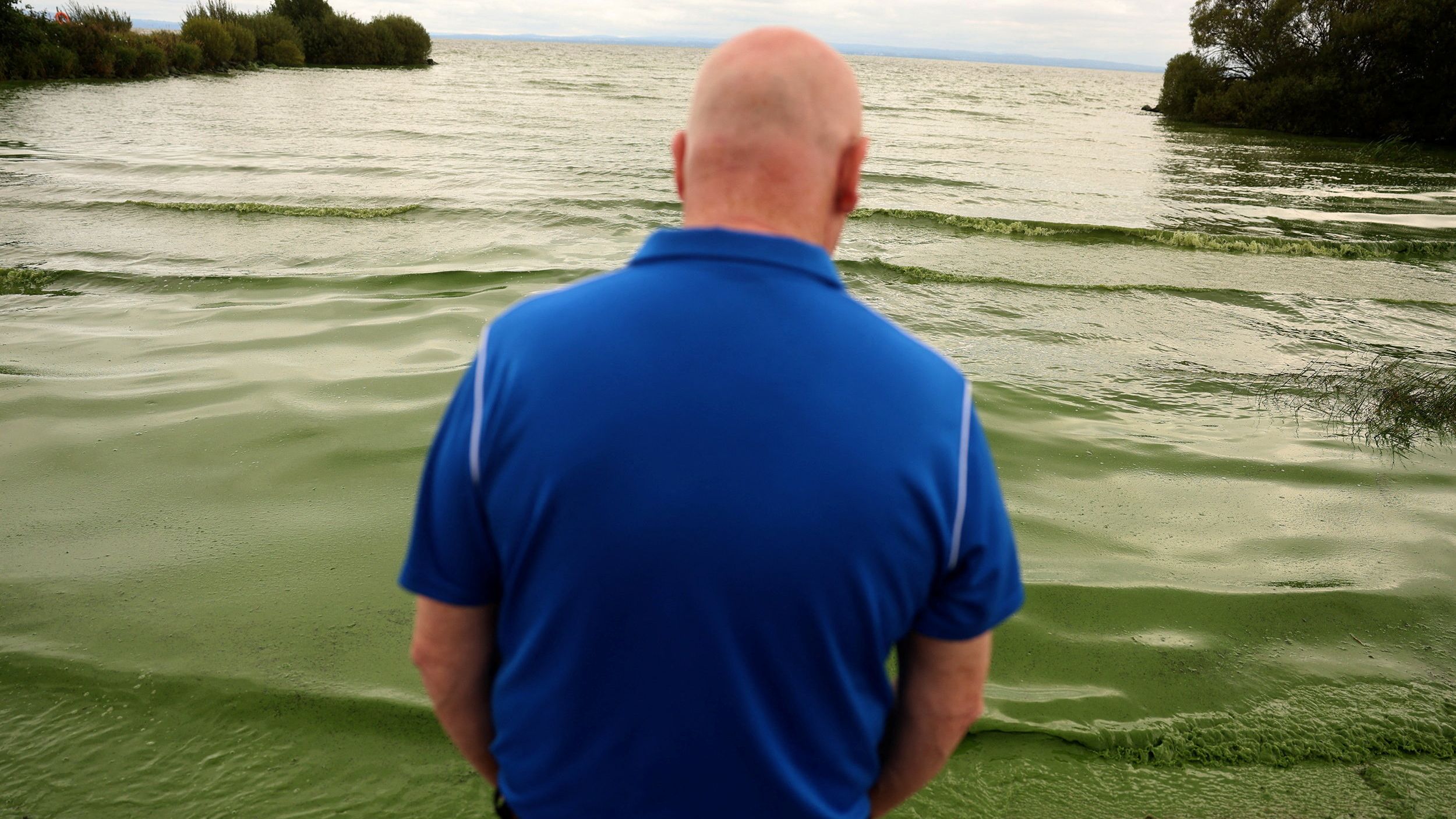 Blooming blue-green algae, also known as cyanobacteria, washes ashore on Lough Neagh. /Cathal McNaughton/Reuters
