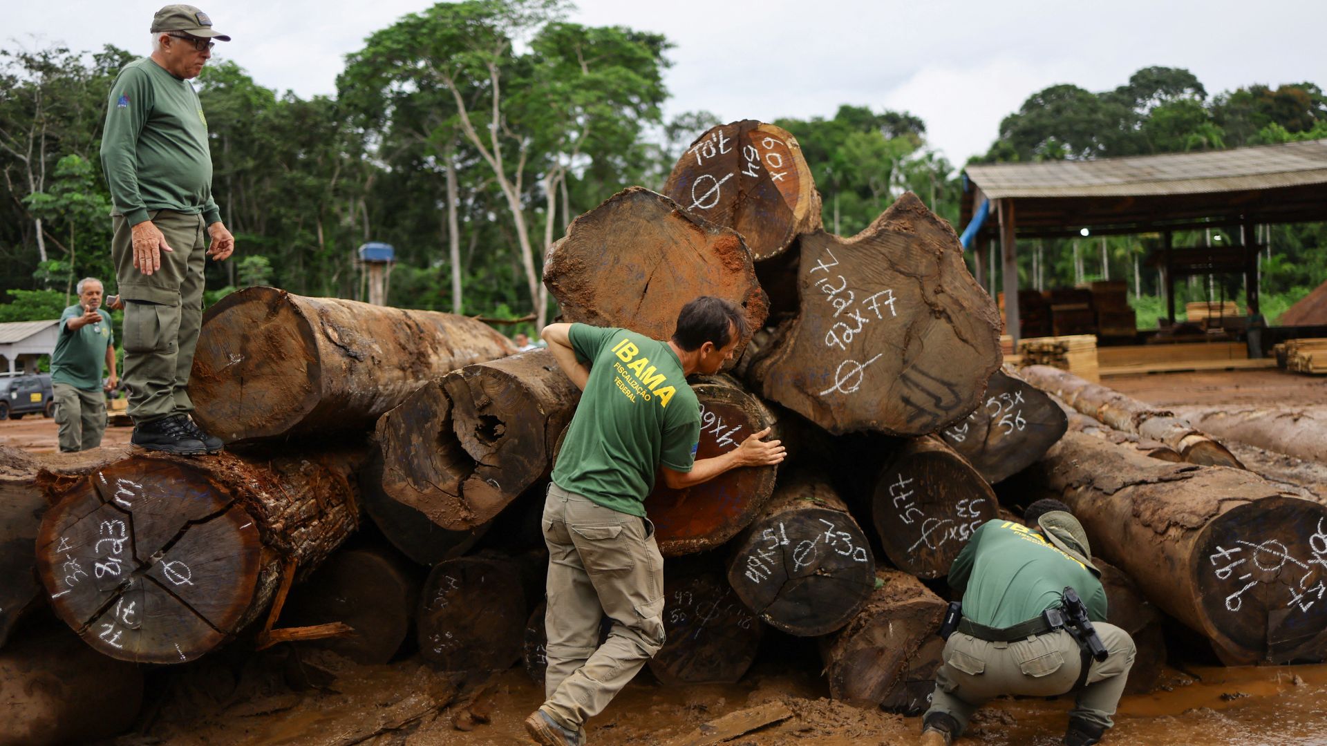 Agents of Environmental Protection at the Brazilian Institute for the Environment and Renewable Natural Resources (IBAMA), inspect logs from the Amazon rainforest at a sawmill during an operation to combat deforestation, in Porto Velho, Rondonia State, Brazil . /Ueslei Marcelino/Reuters
